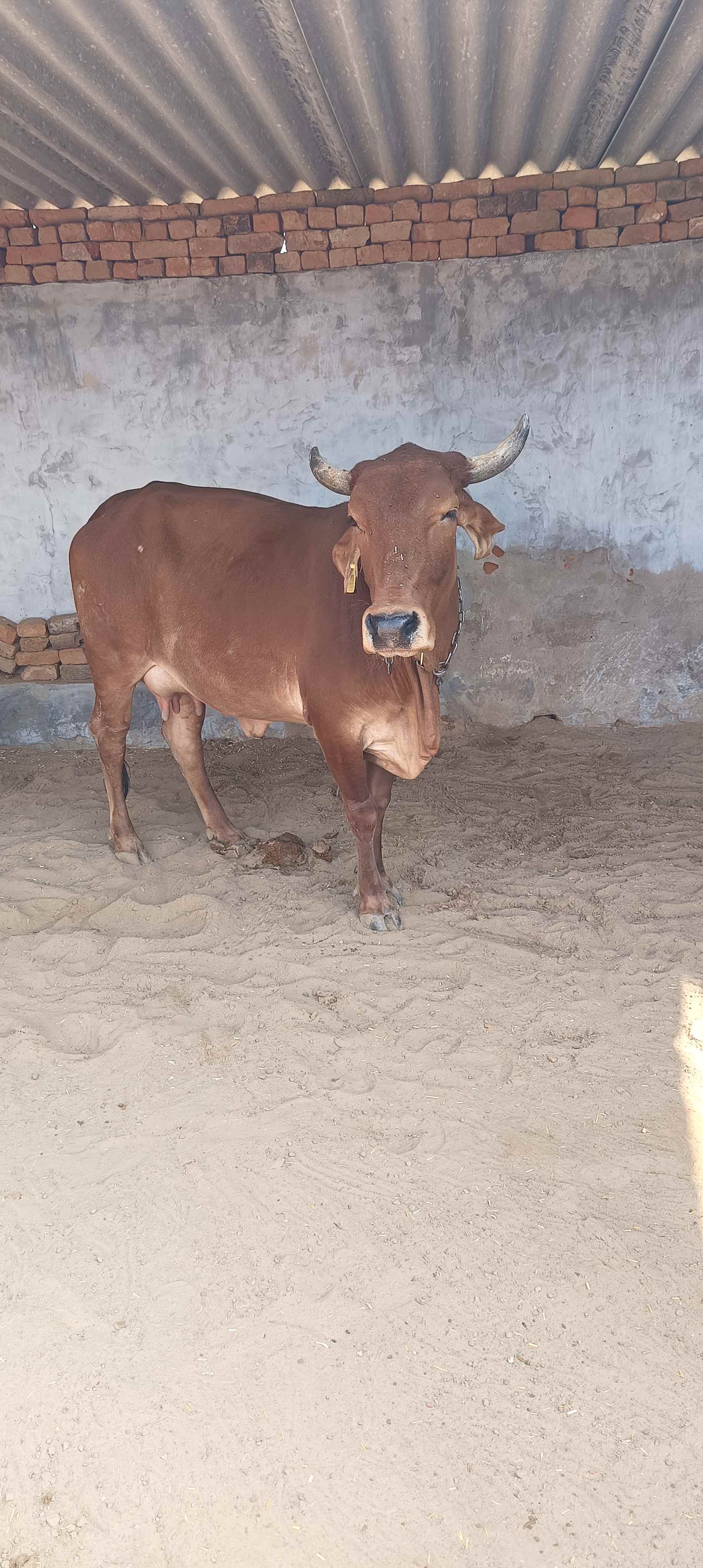 cow in Indali, Jhunjhunu, Rajasthan