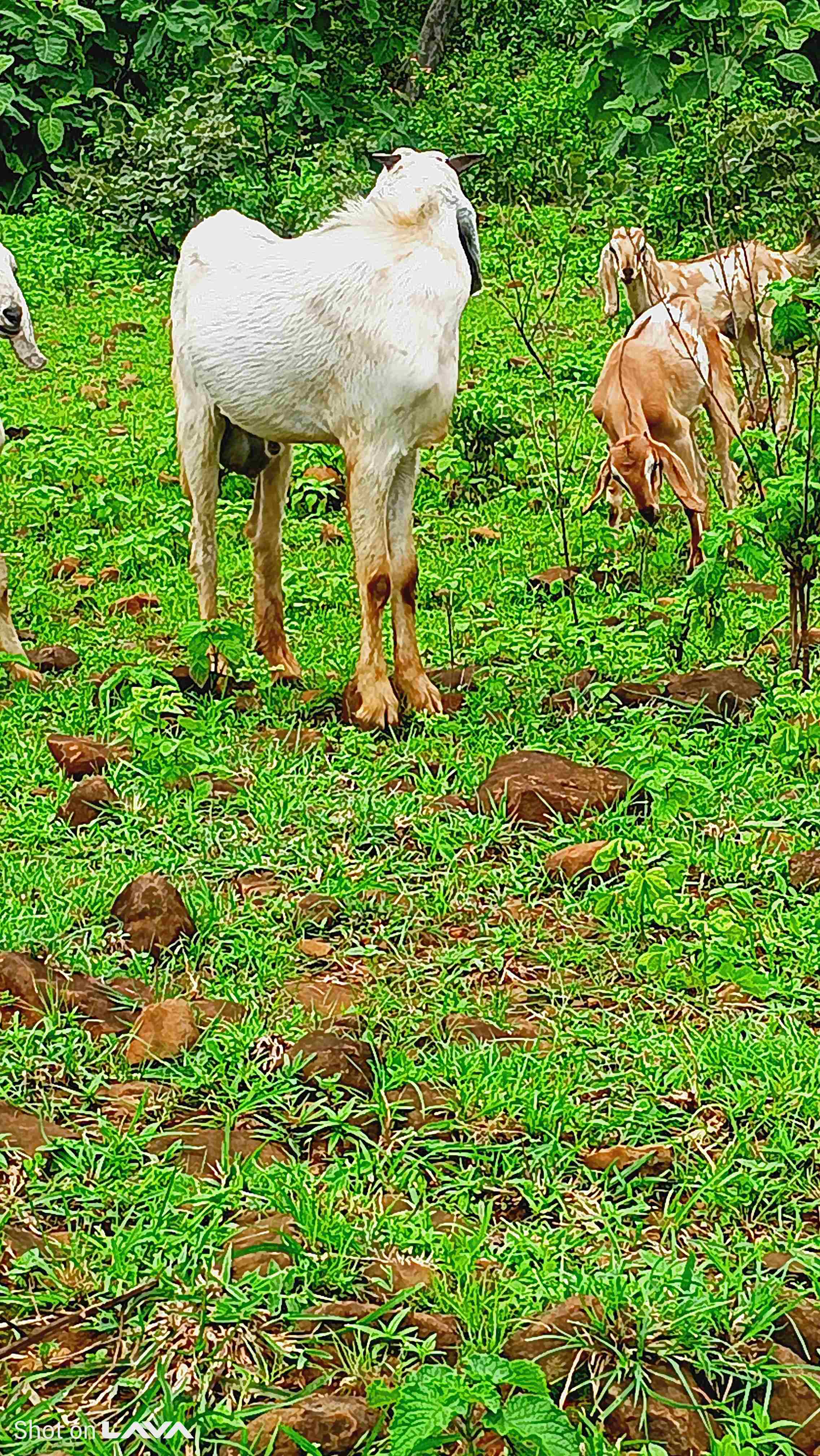 bakra in Bamhni, Chhindwara, Madhya Pradesh