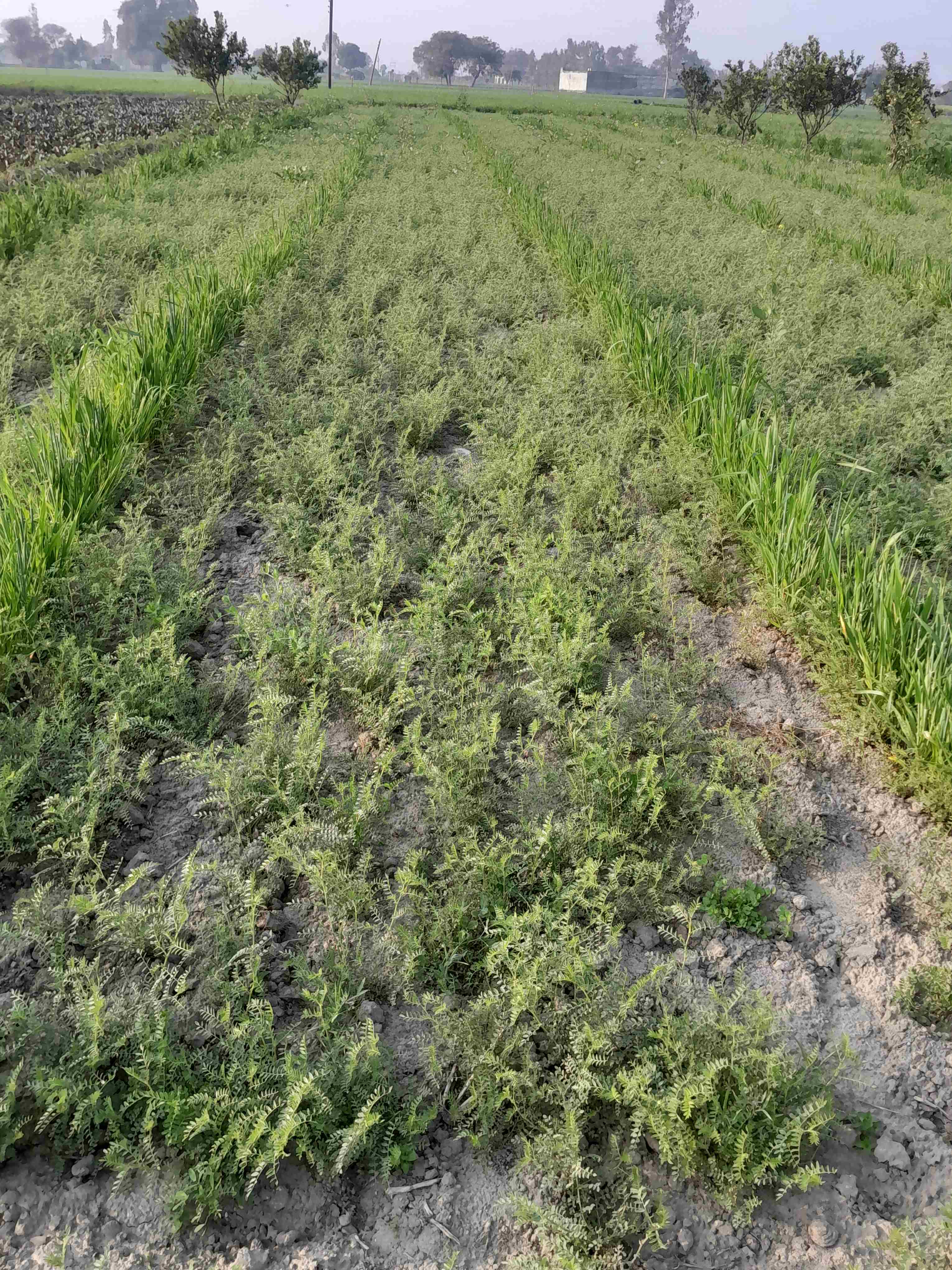 ऑर्गेनिक देसी चना in Palimukimpur, Aligarh, Uttar Pradesh