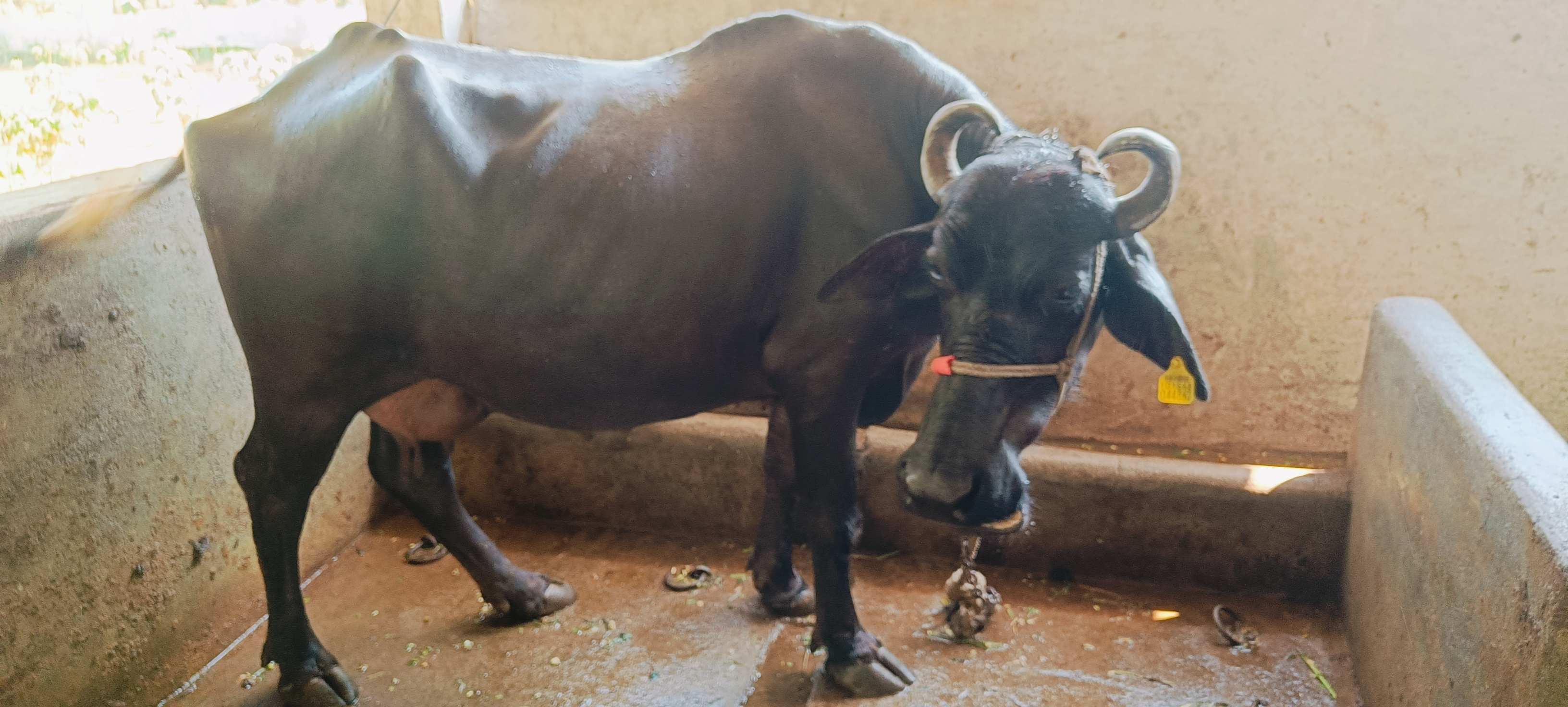 buffalo  in Bhalej, Anand, Gujarat