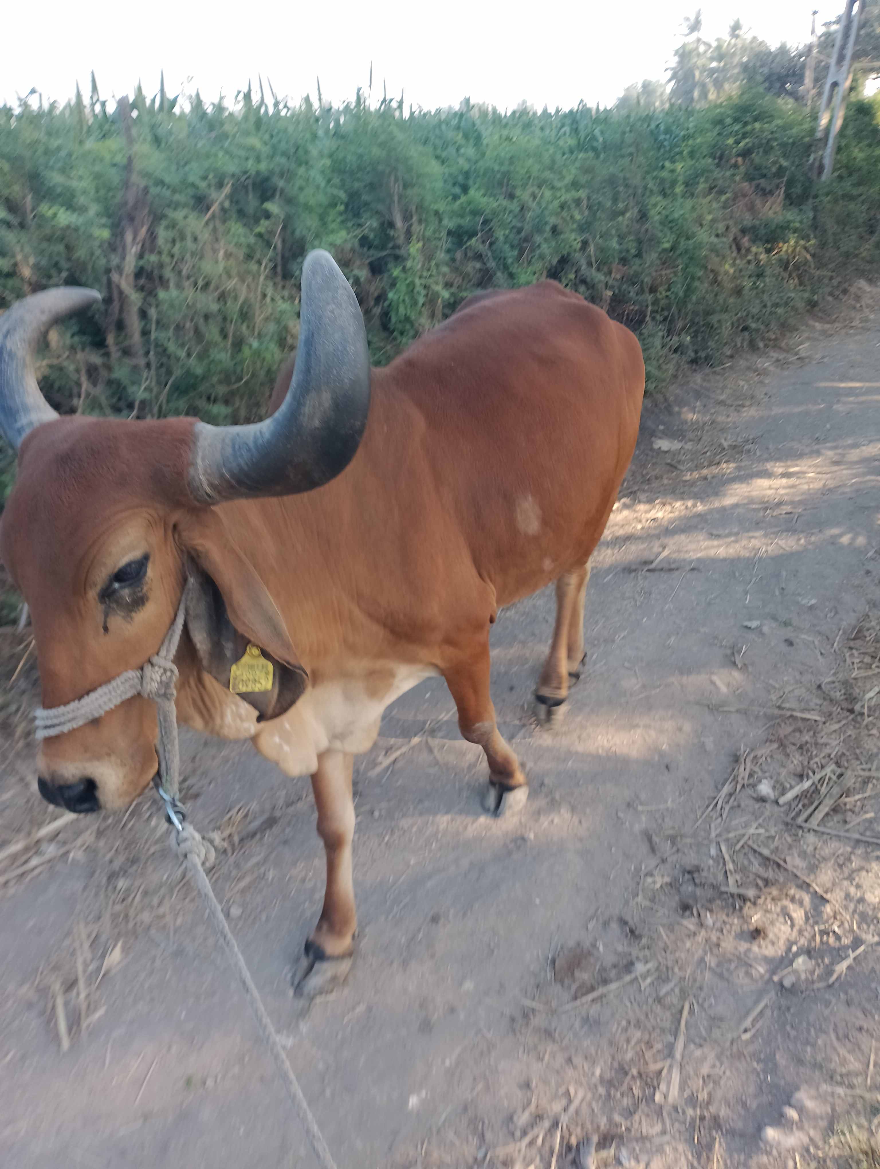 ગાય  in Rakhej, Gir Somnath, Gujarat