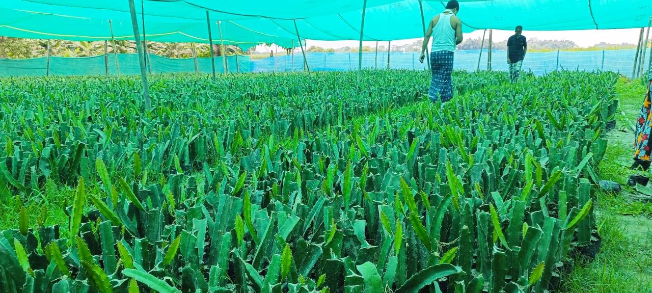 Dragon fruit  in Prithiba, 24 Paraganas North, West Bengal