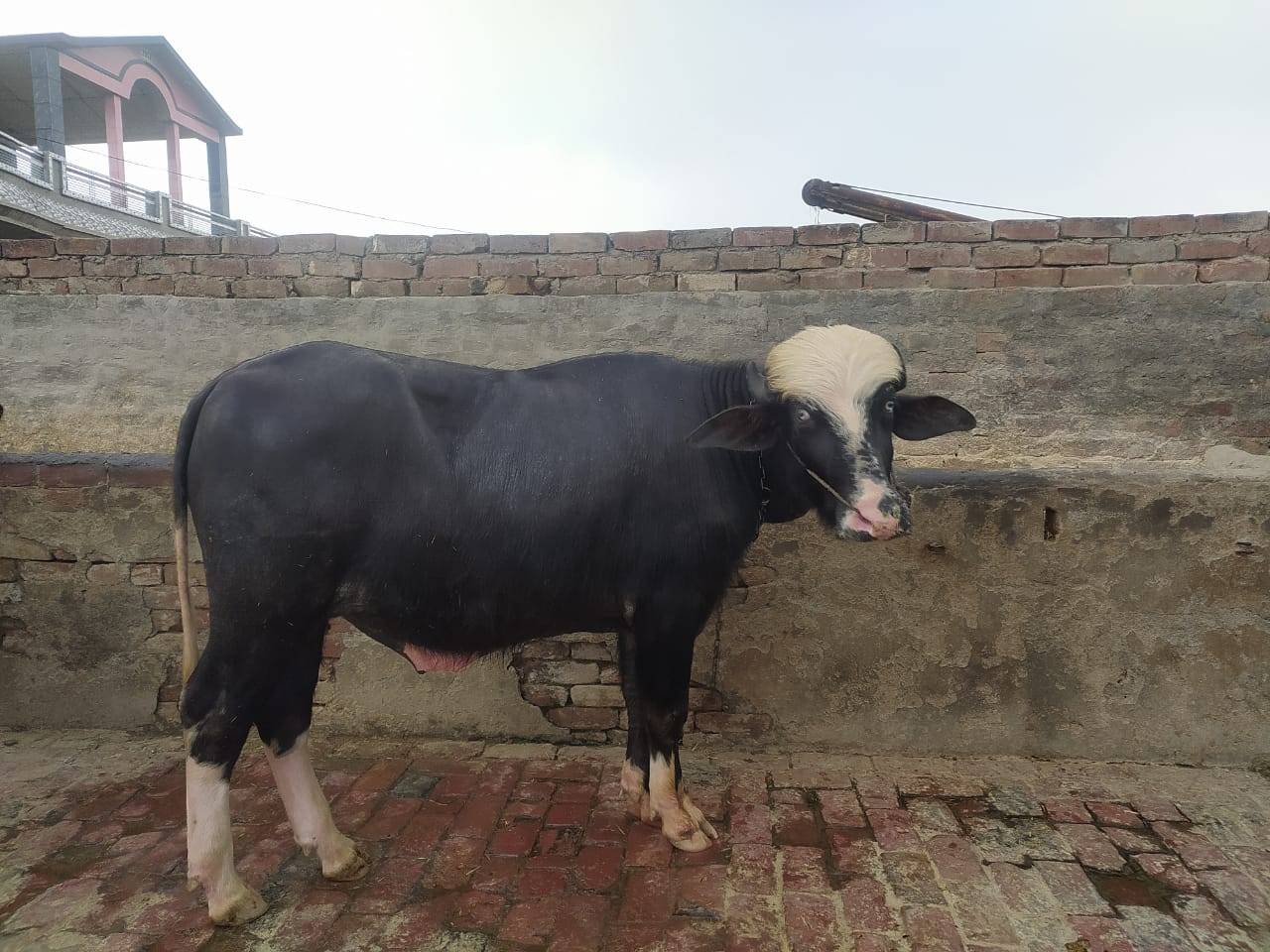 bull in Saharna (121), Mansa, Punjab