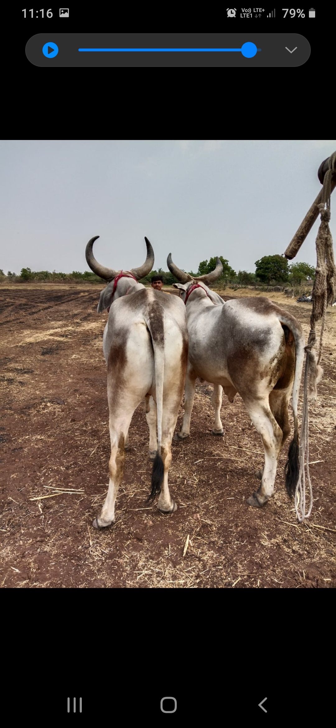 godhla thala fora ma chalu balad gada ma full chalu in Sutrapada, Gir Somnath, Gujarat