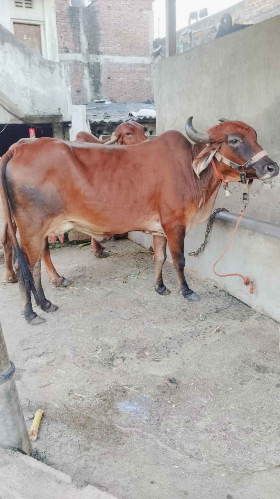 cow in Kanraj, Surat, Gujarat