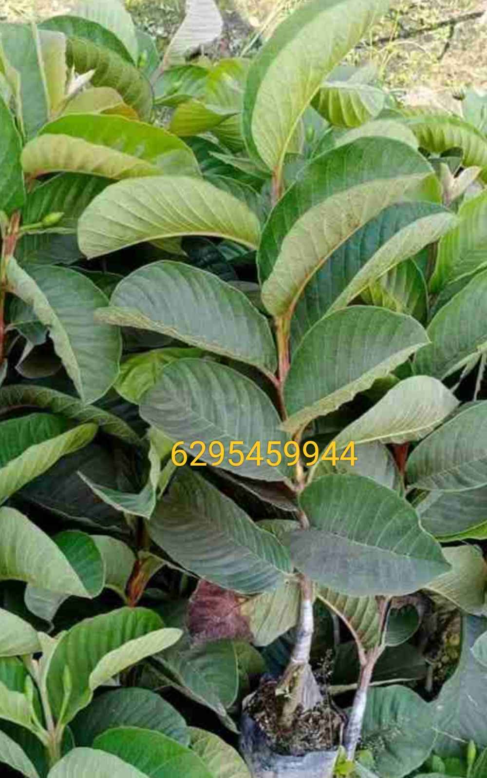 Red Daimond Guava in Prithiba, 24 Paraganas North, West Bengal