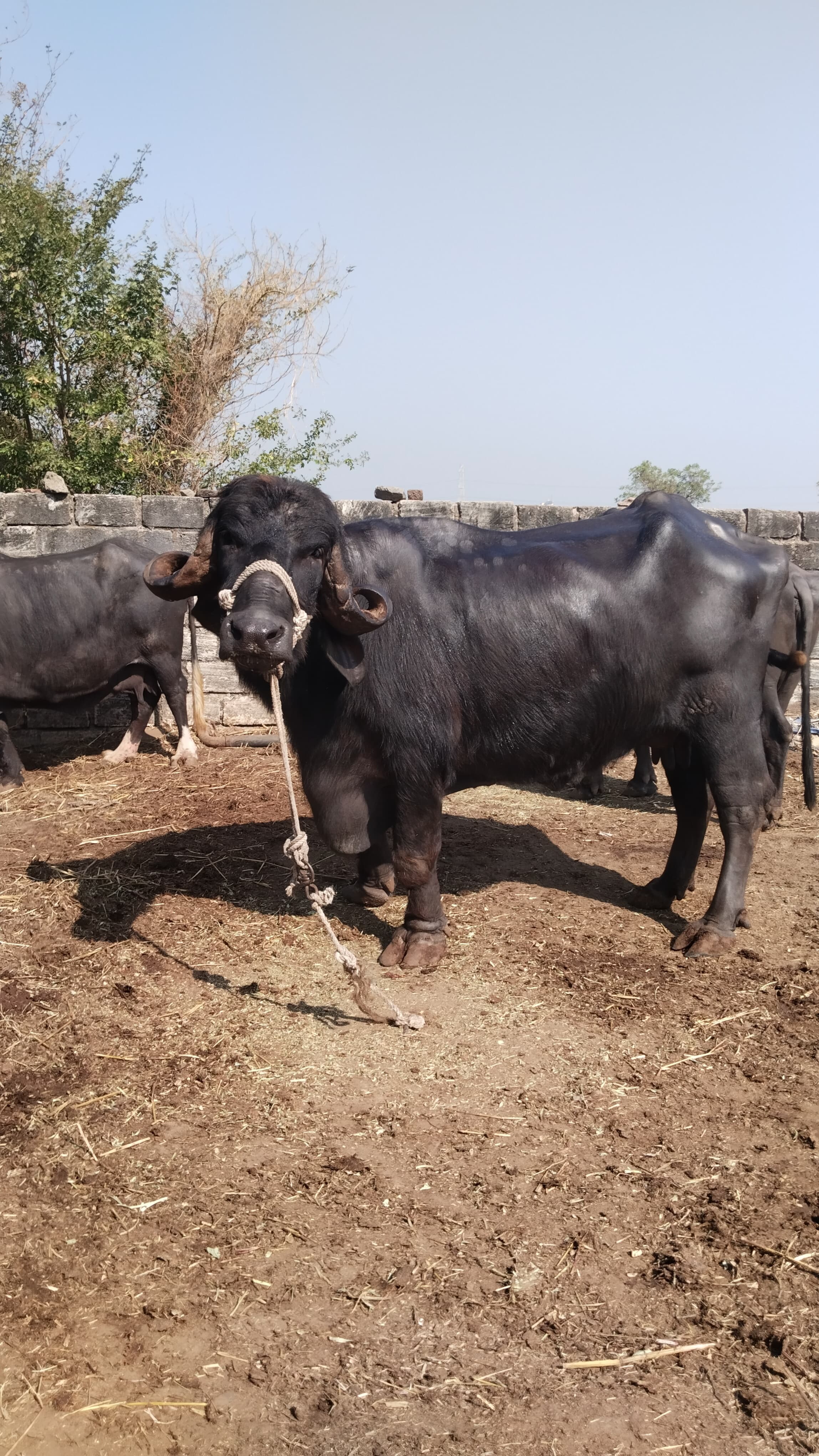 ભેંસ વેચાની છે  in Charantungi, Jamnagar, Gujarat