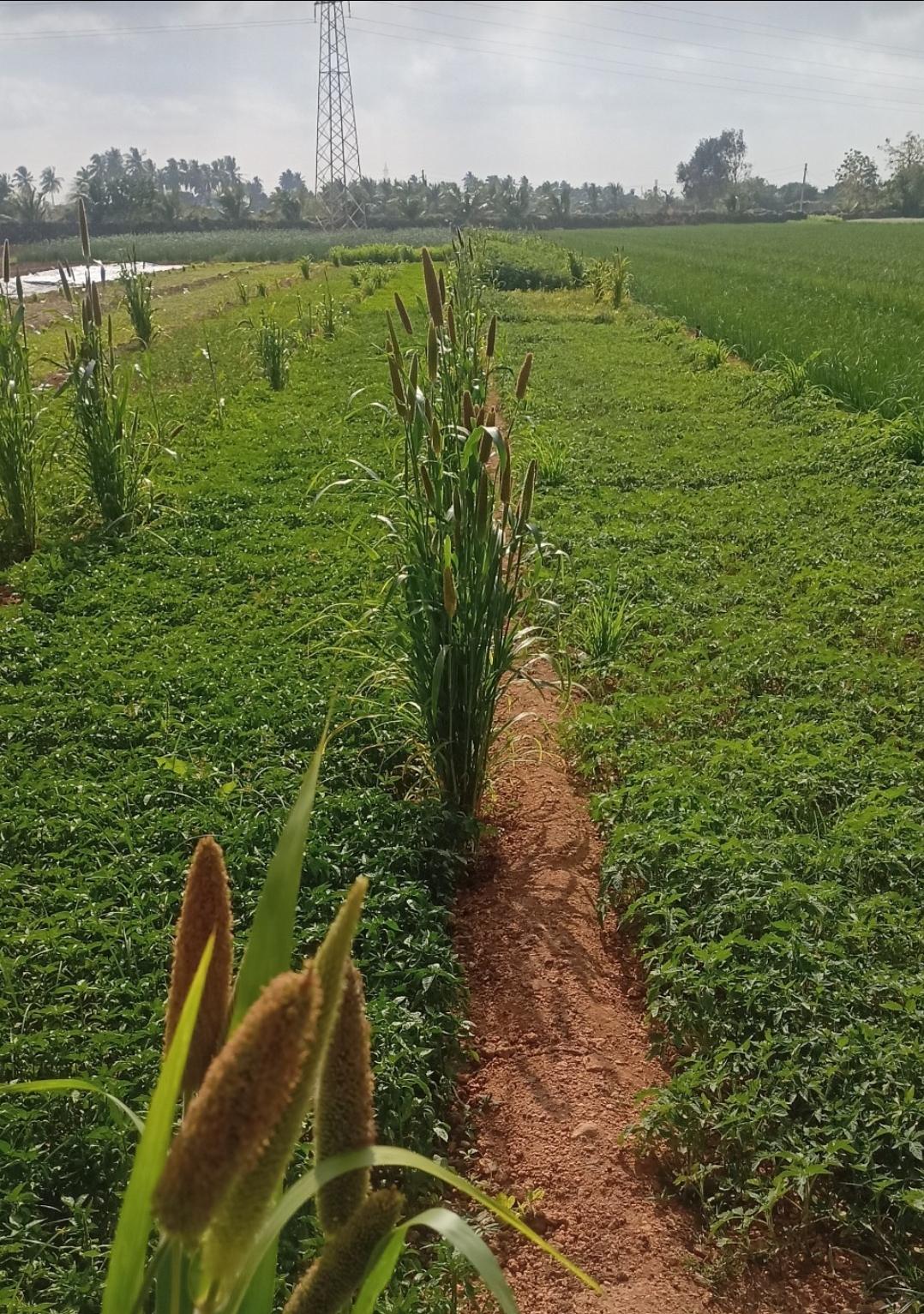 ROP VECHVANOCHE in Adityana, Porbandar, Gujarat