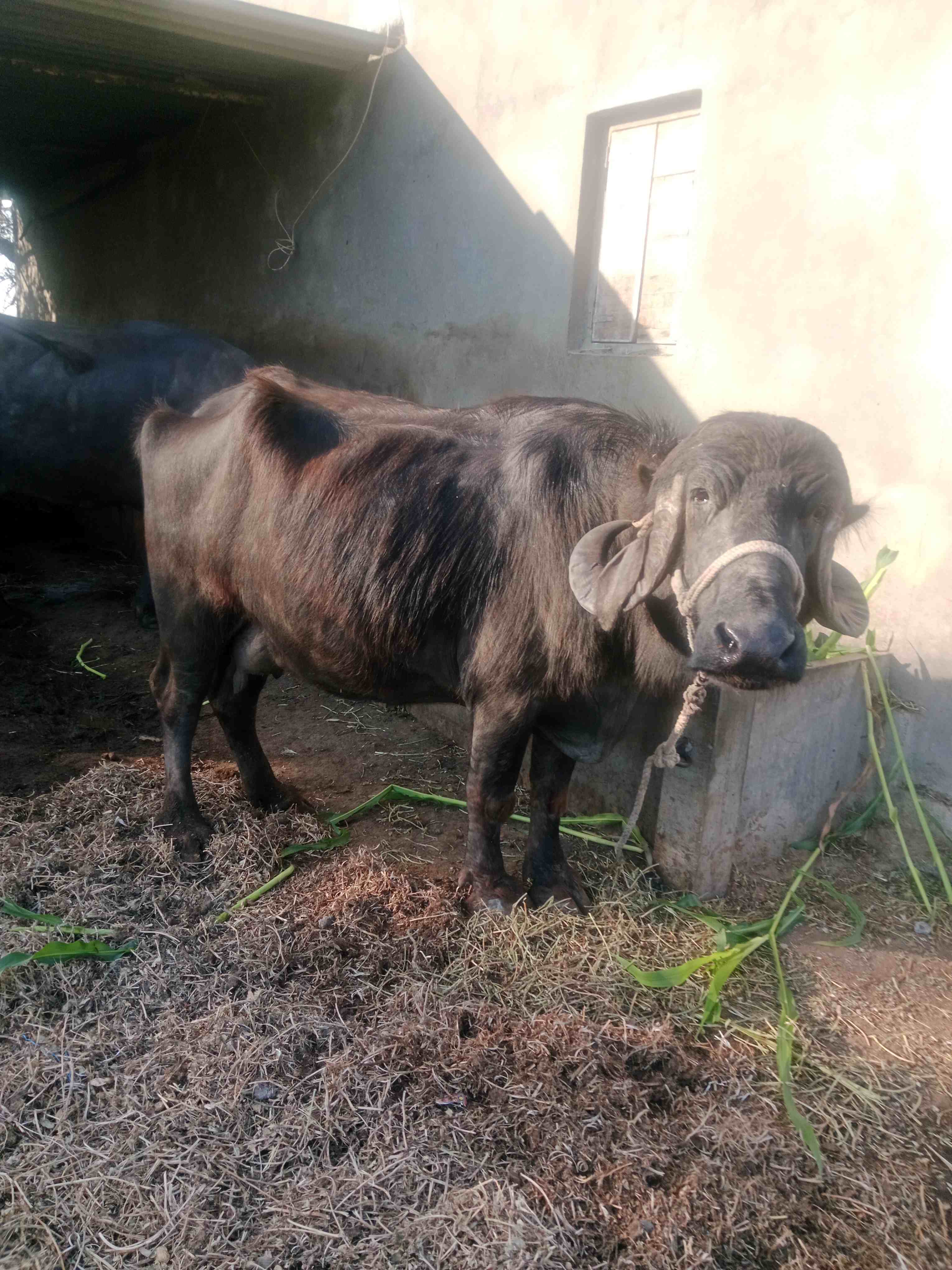 motakalava in Mota Kalavad, Devbhumi Dwarka, Gujarat
