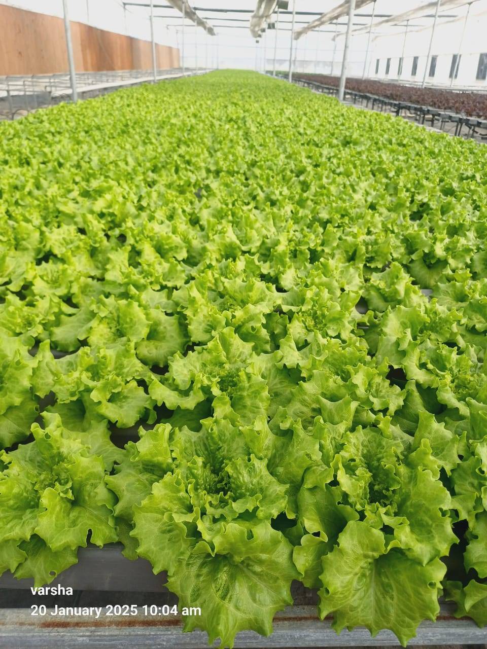 green lettuce  in Dasna, Ghaziabad, Uttar Pradesh