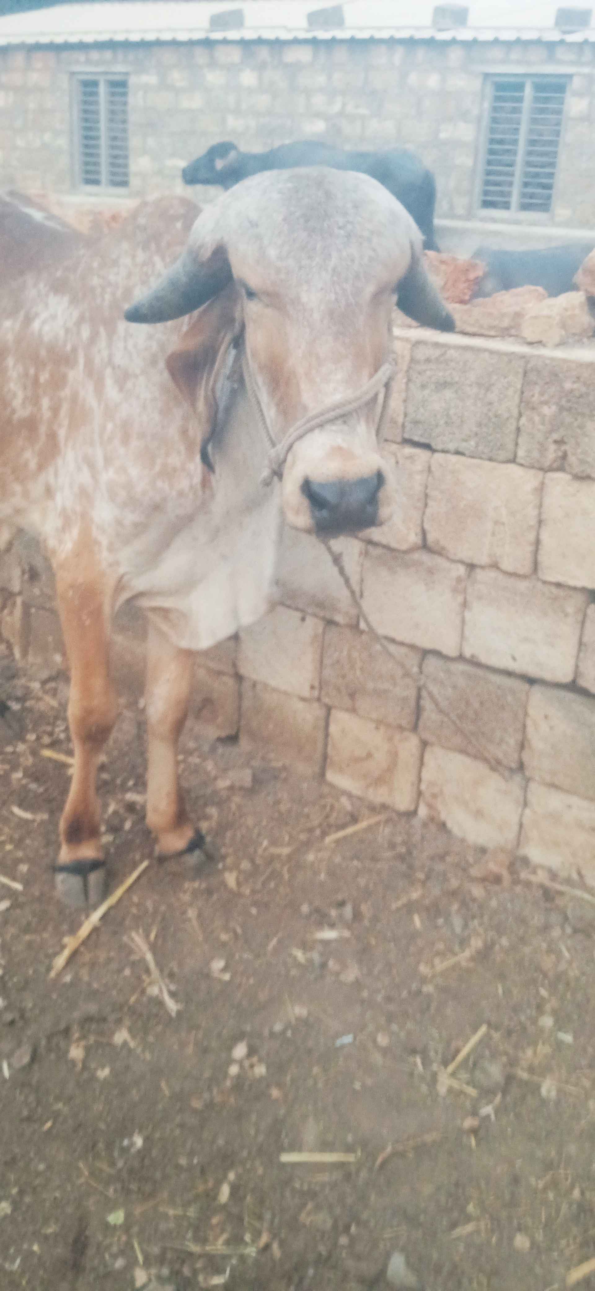 વાસડો in Devgam, Junagadh, Gujarat