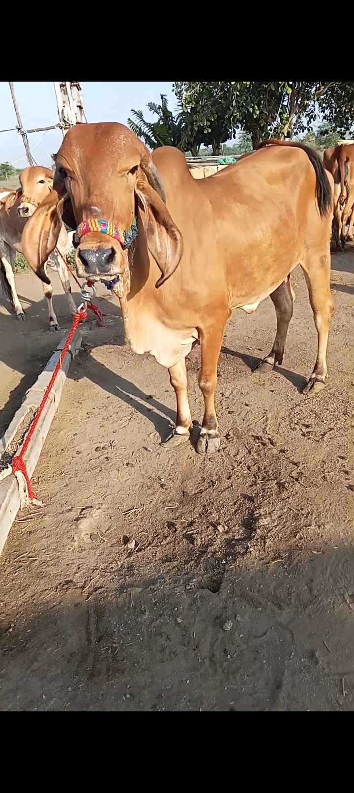નાના મોટી 7 ગાયુ વેચવાની છે  એક ગાય એક મહિના  ની વિયાણેલ છે વેતર ત્રીજું છે  બે અઢી લીટર દૂધ છે નીચે વાછડી છે  બીજી ગાય પાંચ મહિના ની વિયાણેલ છે  વેતર ત્રીજું છે નીચે વાછડો છે  બે ગાયો ની કિંમત 30 હજાર છે  ત્રીજી ગાય પેલું વેતર છે  બીજું પાંચમો મહિનો ગાભણ છે  અત્યારે બે બે લીટર દૂધ કરે છે  પેલું વેતર ગાય ની કિંમત   40 હજાર છે  સોથી ગાય વેતર ચોથું છે  વીસ દિવસની કાચી છે  ત્રણ આચાર છે એક બંધ છે  એક ટાઇમનું સાત લીટર દૂધ છે   કીમત 35 હજાર છે  બે ગીર હોડકી લાલ ની ઉંમર  બે વરસની છે માંકડી ની  ઉંમર બે વર્ષની છે બંને ની  કિંમત 25 હજાર છે  કિંમત માં ફેરફાર થઈ જાય છે  તાત્કાલિક વેચવાની છે  ગામ શેરગઢ તાલુકો  કેશોદ જિલ્લો જુનાગઢ મો 9327640108  મો 9978839015 in Shergadh, Junagadh, Gujarat
