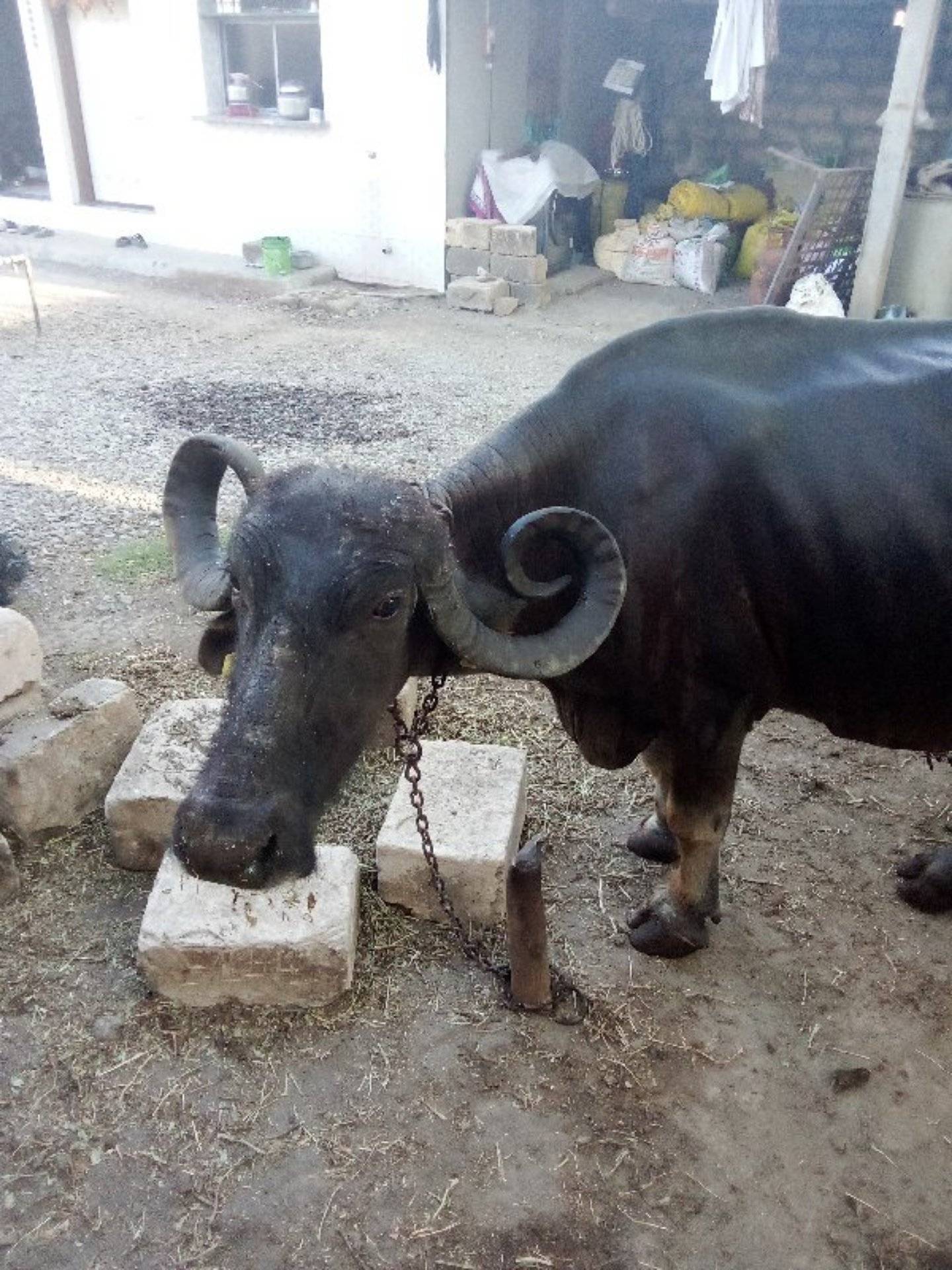 bhench vesvani che in Gadoi, Junagadh, Gujarat