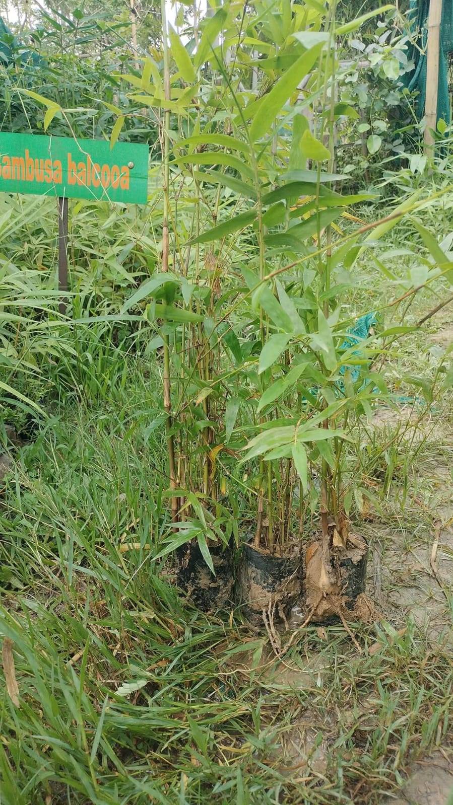 Bumbusa balcooa in Tiniali Bazar, Hojai, Assam