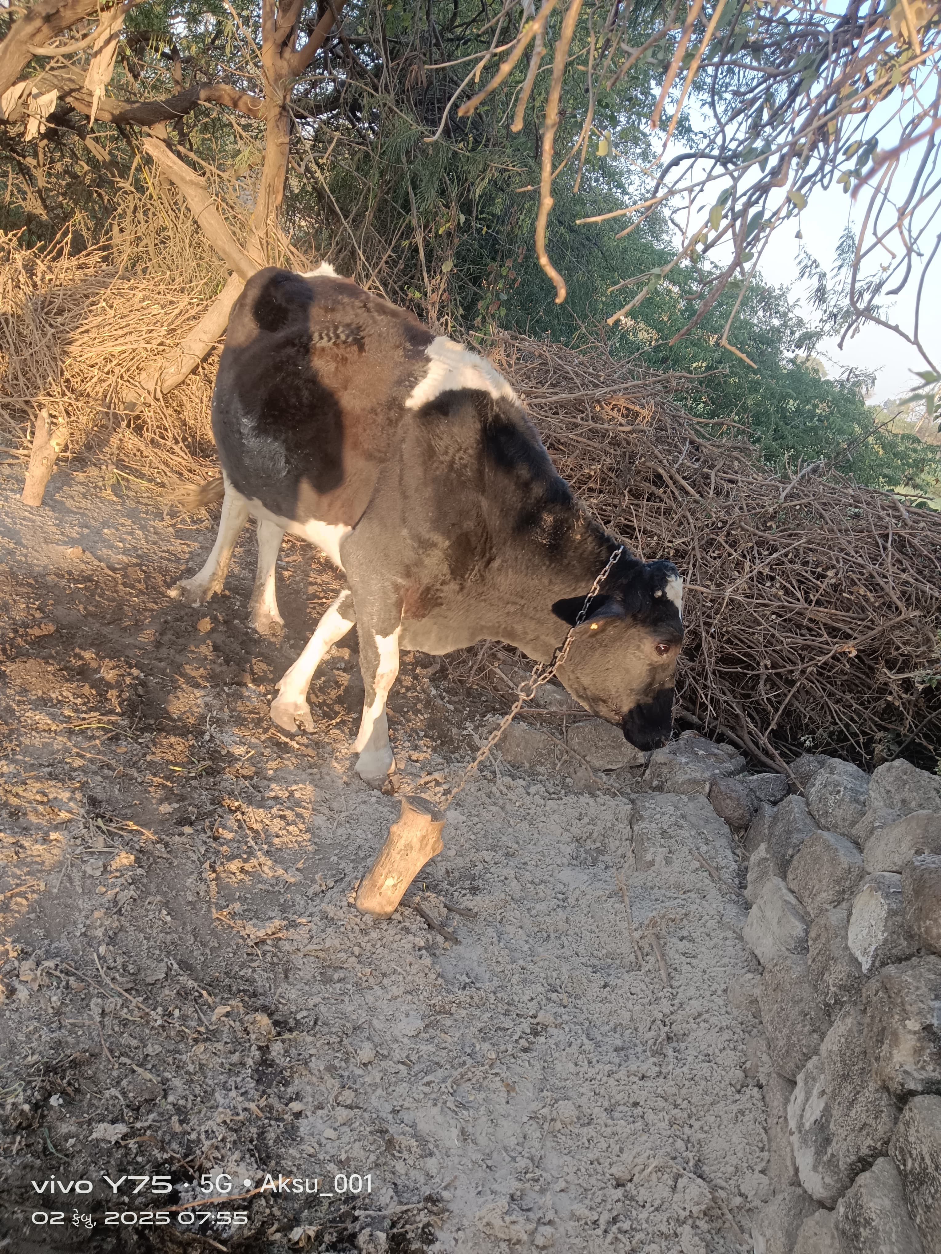 ગાય વેચવાની છે  in Som Pipaliya, Rajkot, Gujarat