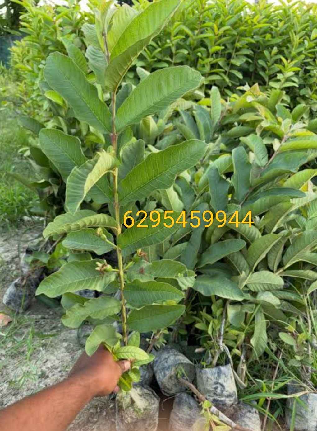 Red king guava plant  in Prithiba, 24 Paraganas North, West Bengal