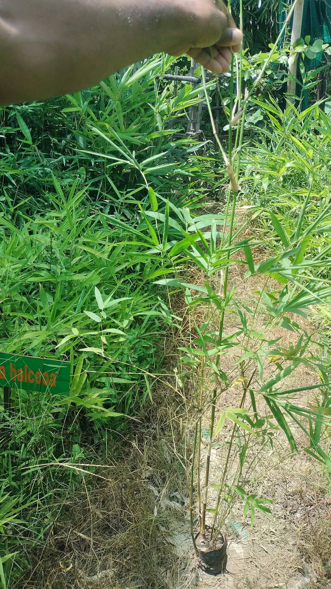 forest nursary  in Tiniali Bazar, Hojai, Assam