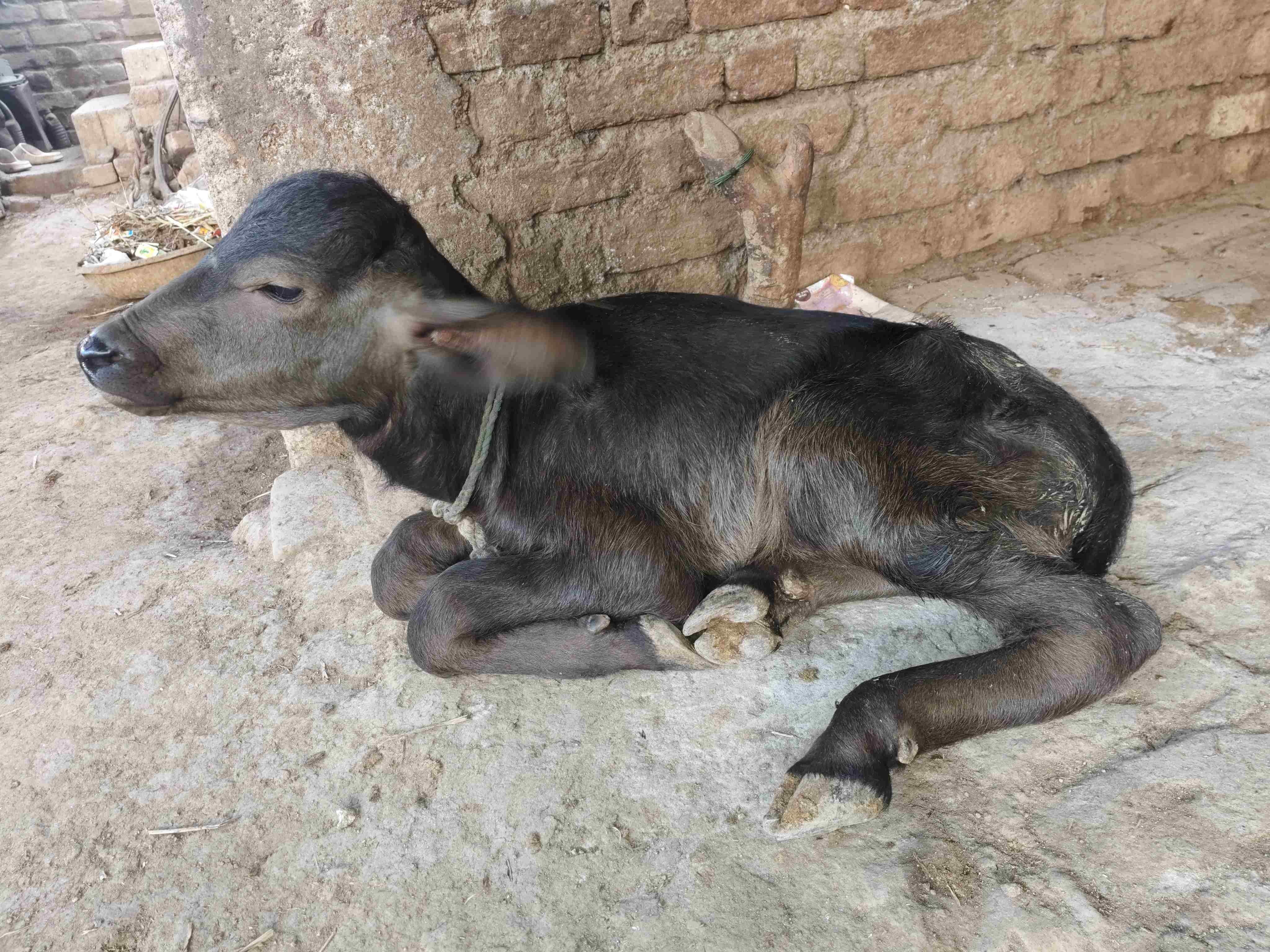 ભેંસ  in Undavi, Bhavnagar, Gujarat