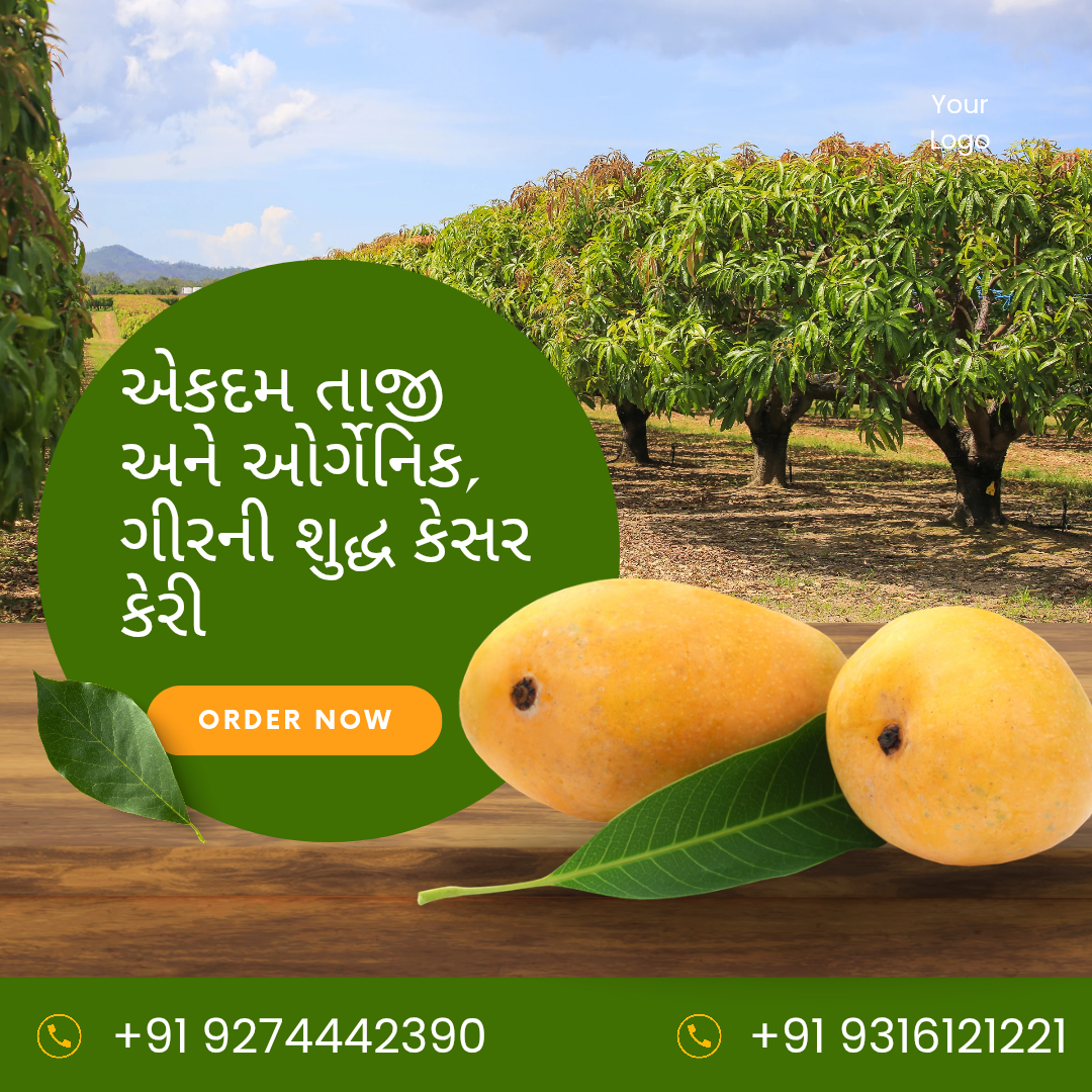 Organic Gir Kesar Mango in Vejalpur, Ahmadabad, Gujarat