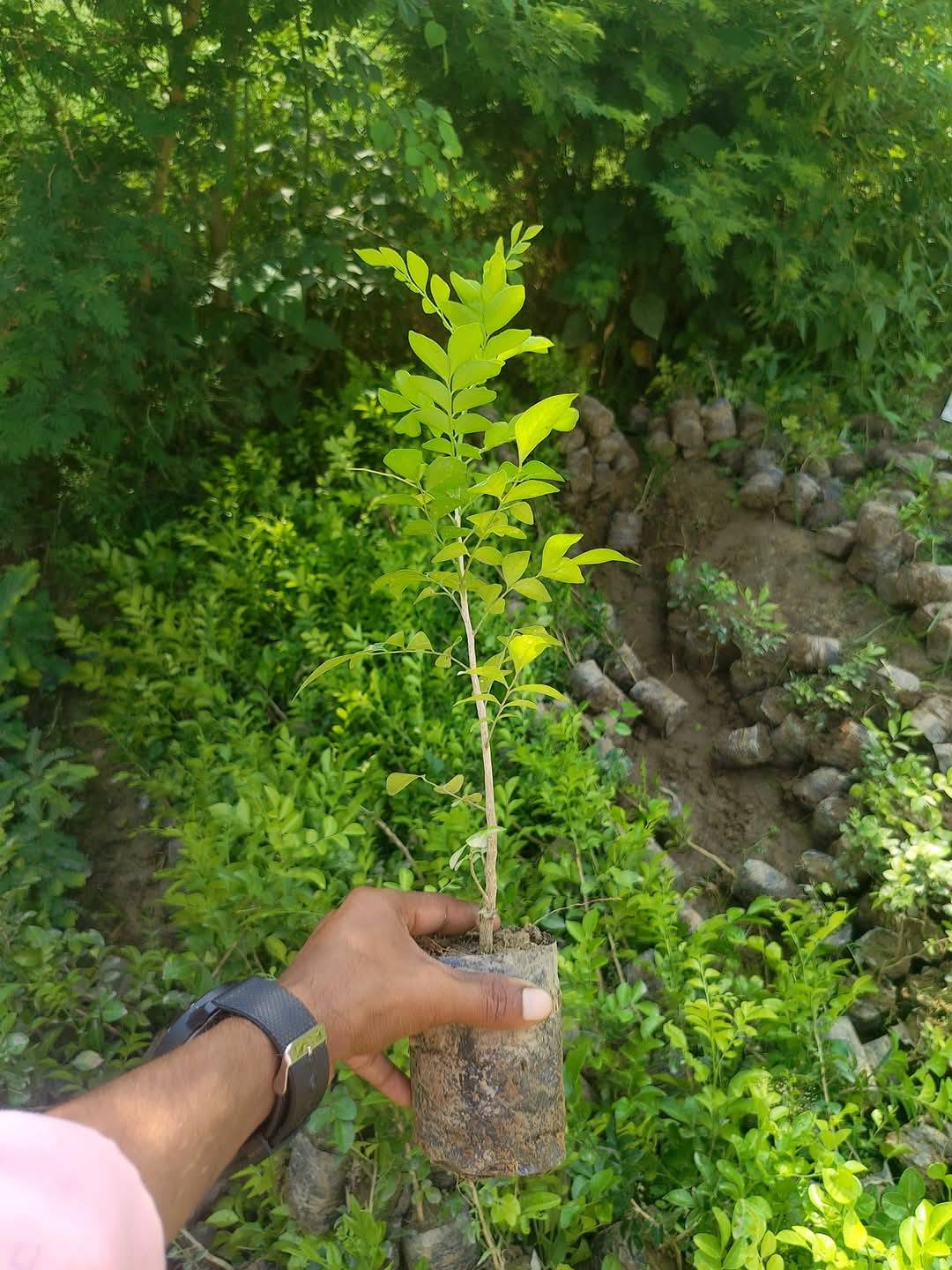 madhu kamini plants  in Tiniali Bazar, Hojai, Assam