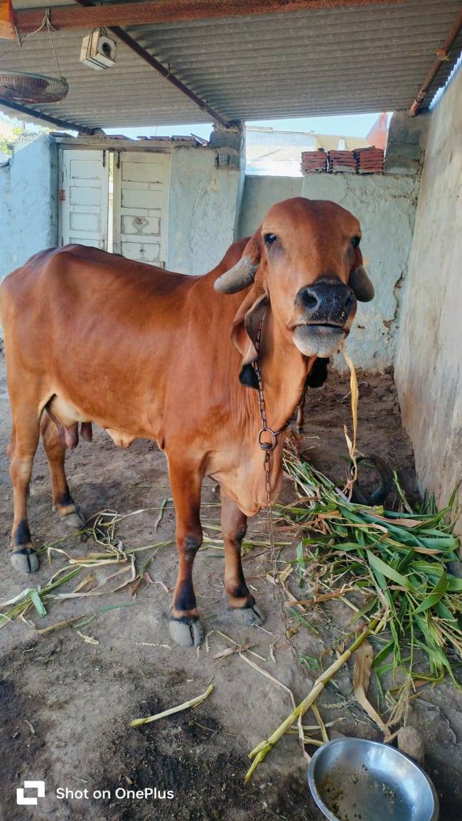 આ ગાય વેચવાની છે અને કિંમત ફેરફાર થઈ જાશે અને નીચે વાછડો છે  in Meghpar, Morbi, Gujarat