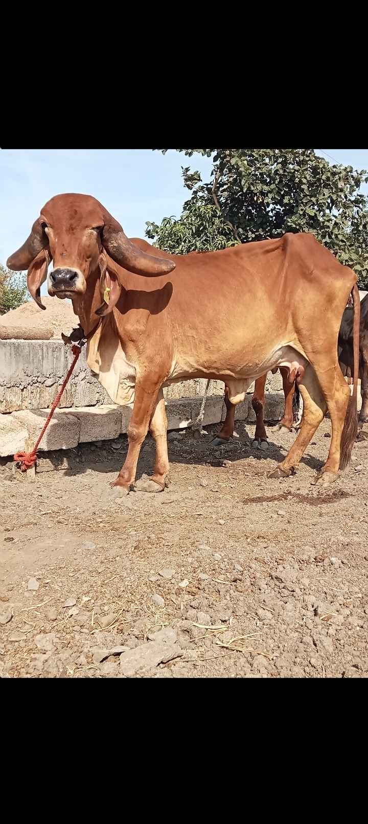 4 ગીર ગાય વેચવાની છે  પેલું વેતર છે સુવર્ણ કપિલા  ગીર ગાય વેચવાની છે  1 લીટર લીટર દૂધ કરે છે  આઠ મહિનાની વિયાણેલ છે નીચે વાછડો છે  બે મહિનો ગાભણ છે  લાલ ગીર હોડકી વેચવાની છે વેતર પેલું છે   5 6 દિવસની કાચી છે  કાબરી ગાય 3 મહિના ની ગાભણ છે   ગાય પેલું વેતર છે   સાત આઠ મહિનાની  વિયાણેલ છે   લીટર  લીટર દૂધ કરે છૅ  લાલ ગાય વેચવાની છે  ત્રીજું વેતર છે પાંચ છ  મહિનાની વેણેલ છે બે બે લીટર દૂધ કરે છે નીચે વાચડો છે  26 12મો મહિનો 2025  ખુટ થઈ ગઈ છે 4 ગાય ની કિંમત એક  લાખને 5, હજાર છે   ગામ ગાંગેચા તાલુકો  માળીયા જીલ્લો જુનાગઢ  9978839015 9327640108 in Shergadh, Junagadh, Gujarat