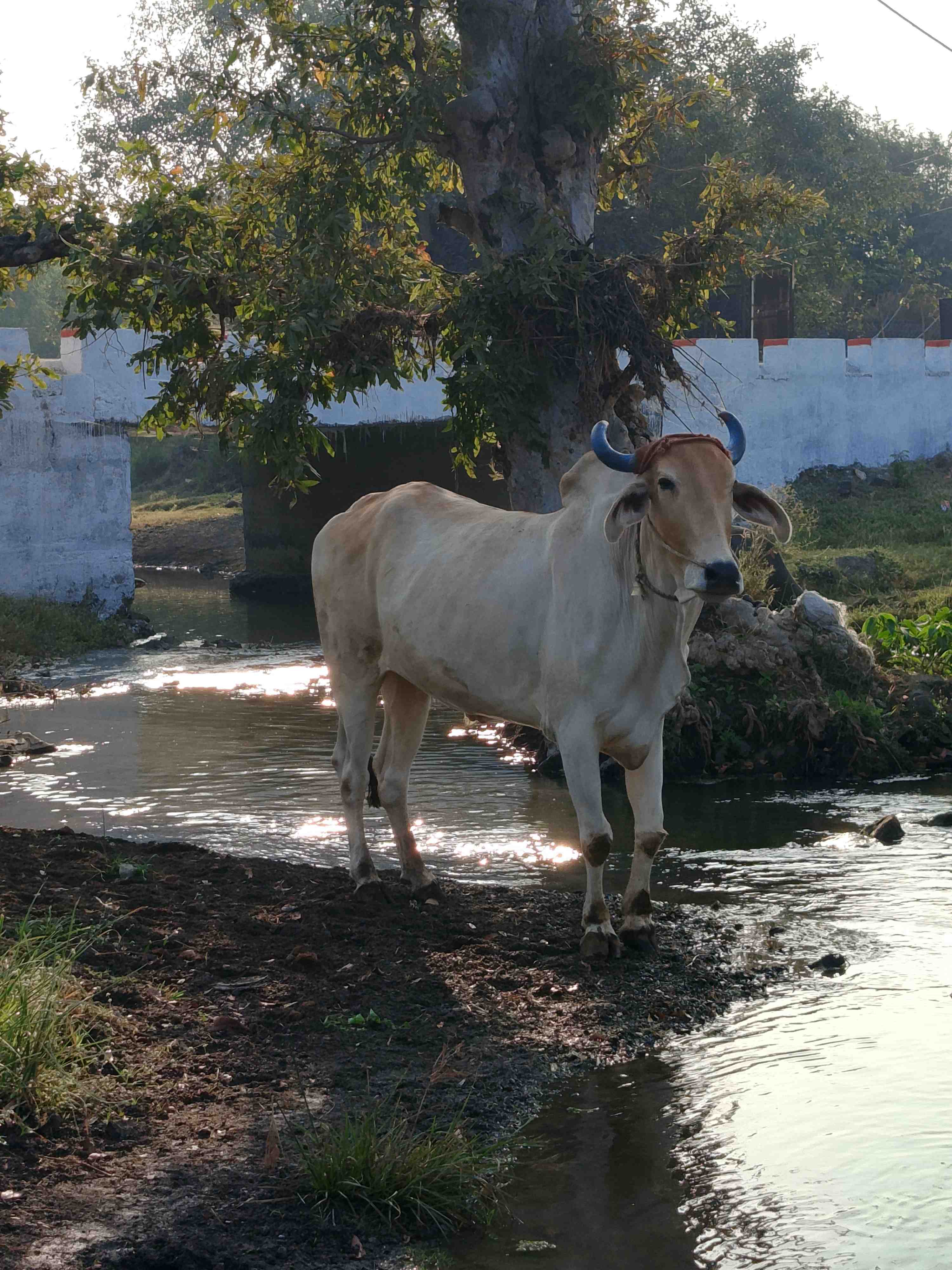 Bull  in Dhanpada, Khargone, Madhya Pradesh