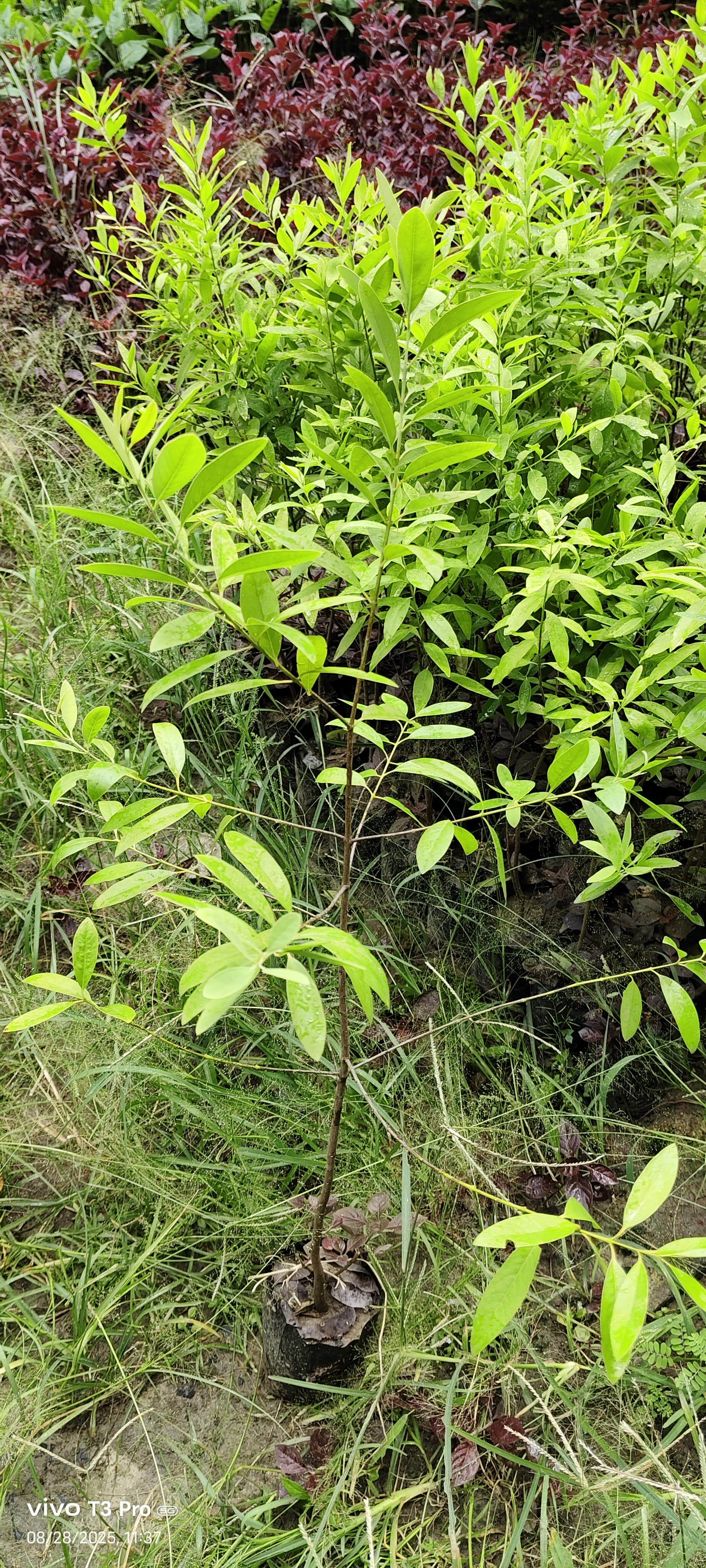 White chandan in Prithiba, 24 Paraganas North, West Bengal