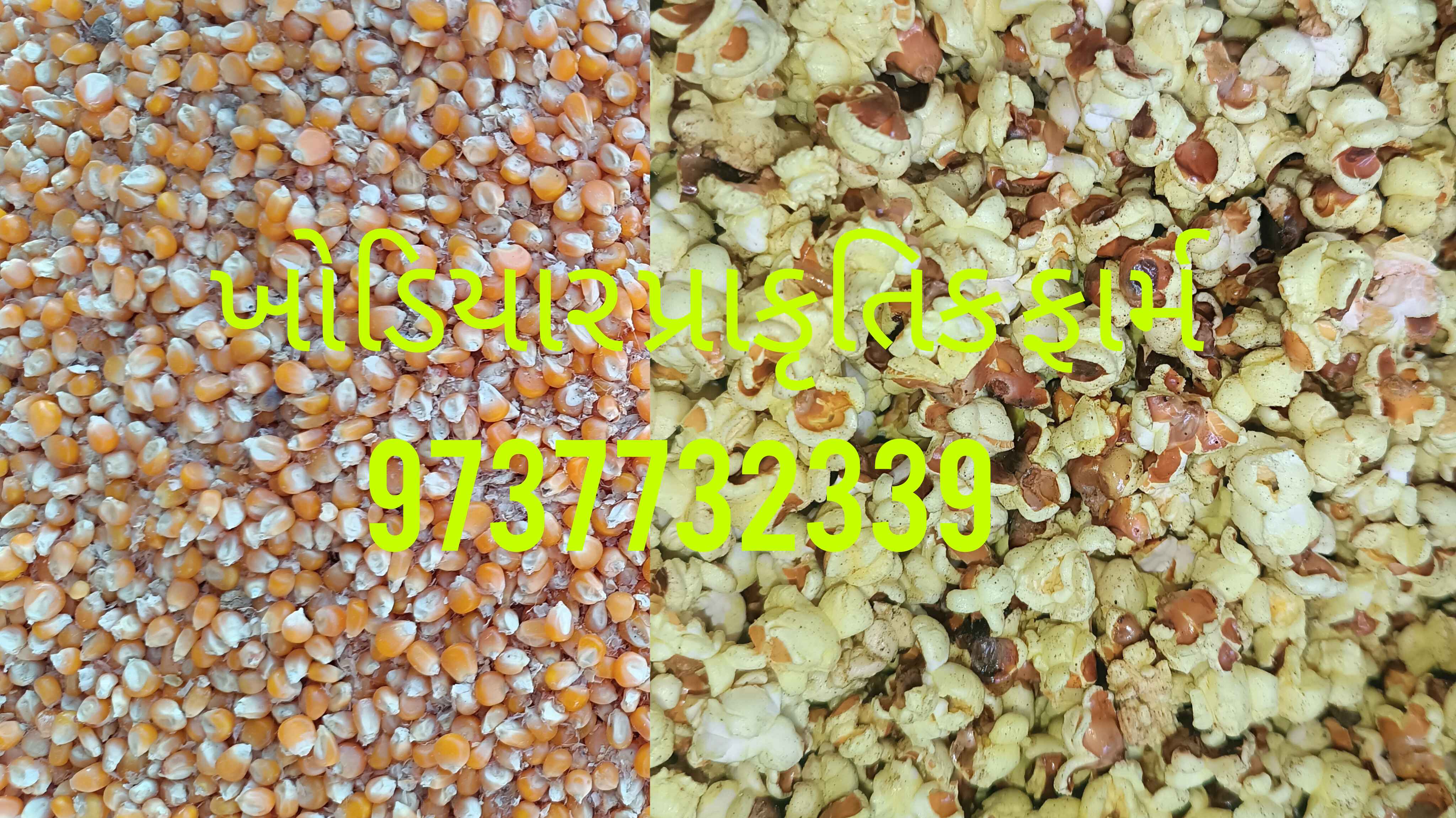 ધાણીની મકાઈ મર્યાદિત in Kalasar, Rajkot, Gujarat