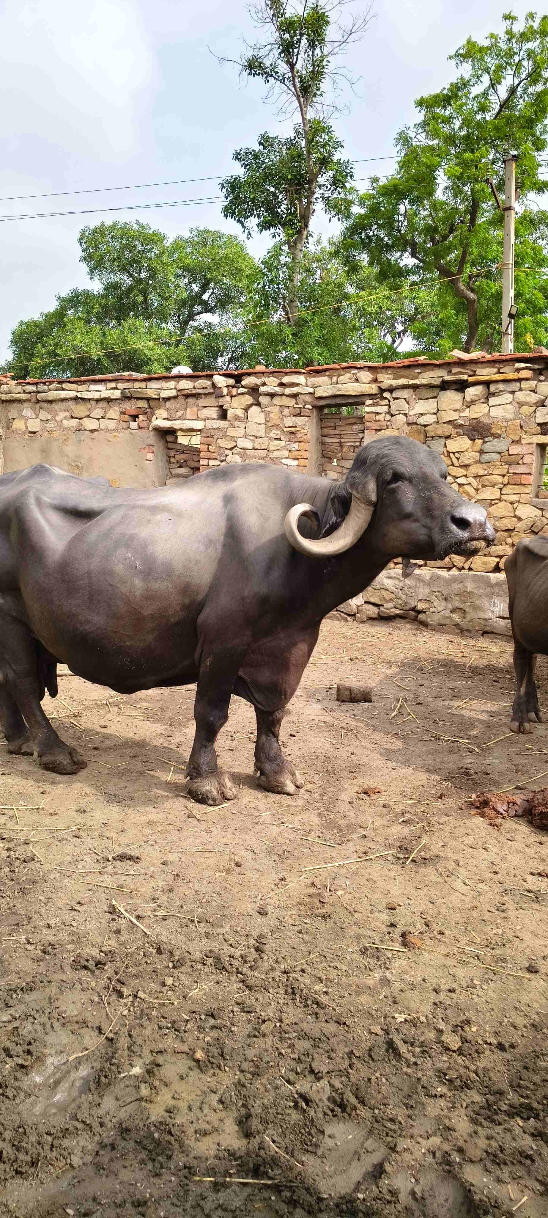 આ જાફરાબાદી ફેસ વેચવાની છે in Wankaner, Morbi, Gujarat
