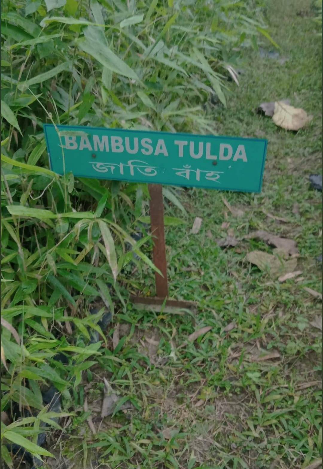 Bumbusa tulda in Tiniali Bazar, Hojai, Assam