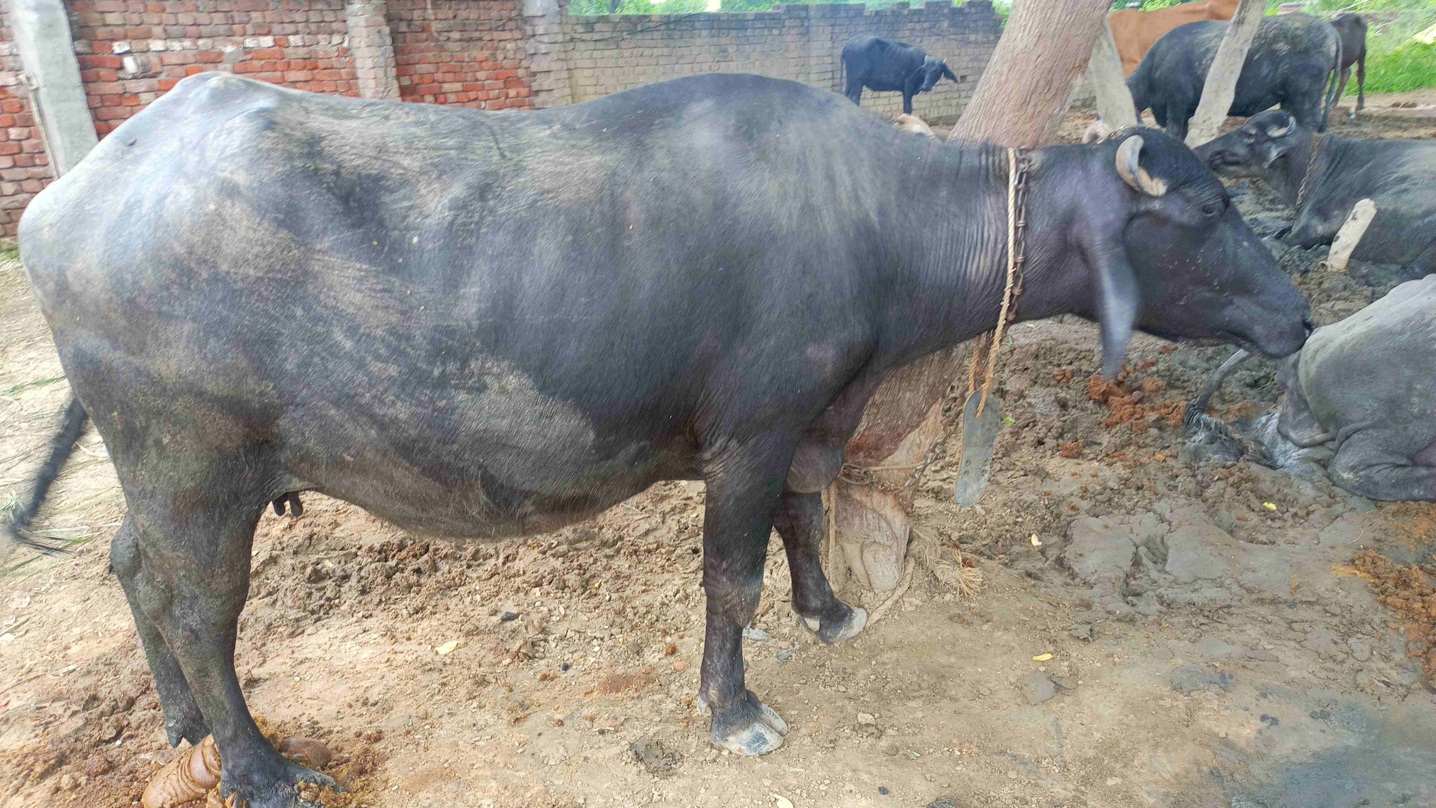 bhes in Jait, Mathura, Uttar Pradesh