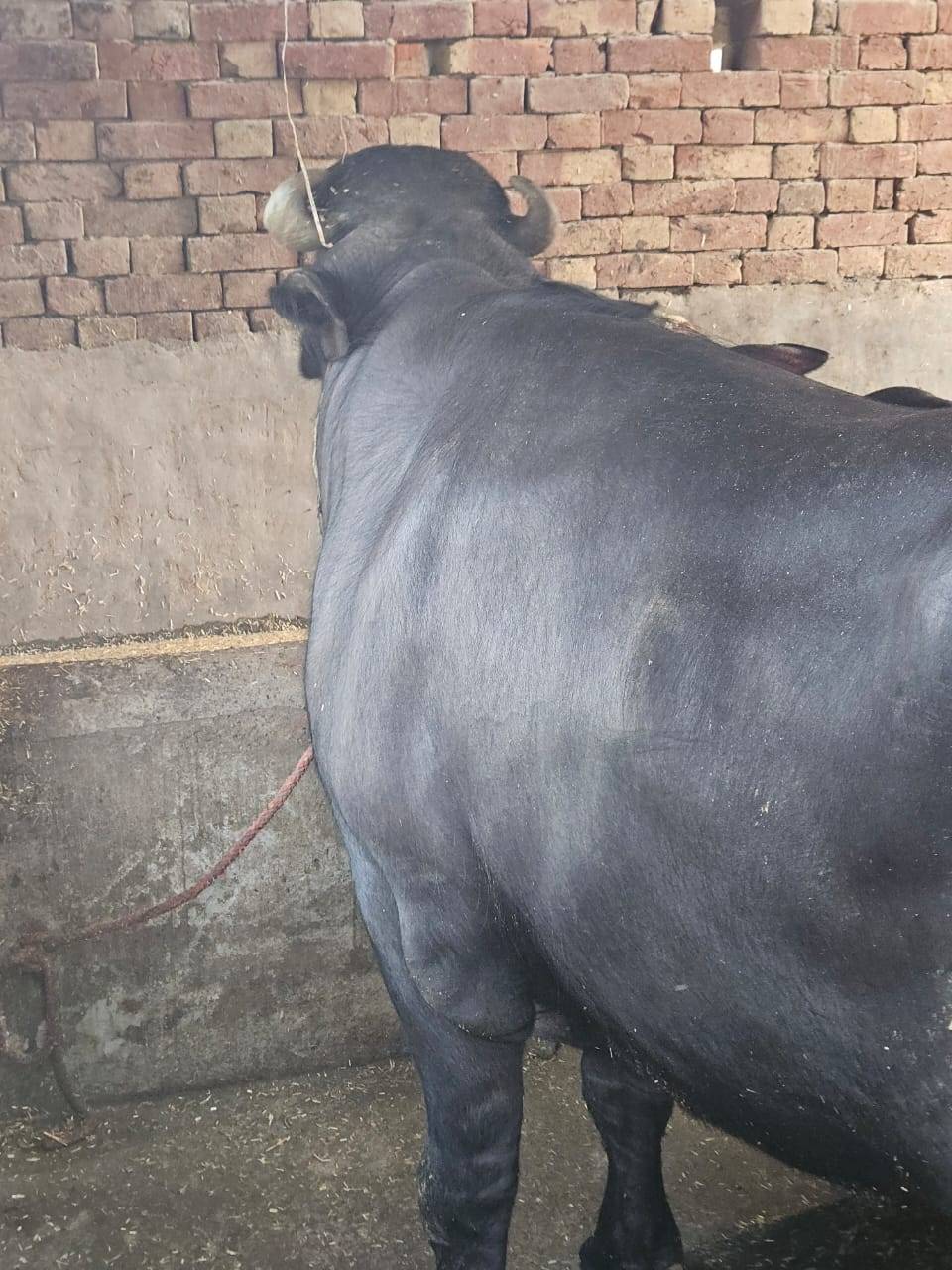 Male Buffalo  in Roorkee, Haridwar, Uttarakhand