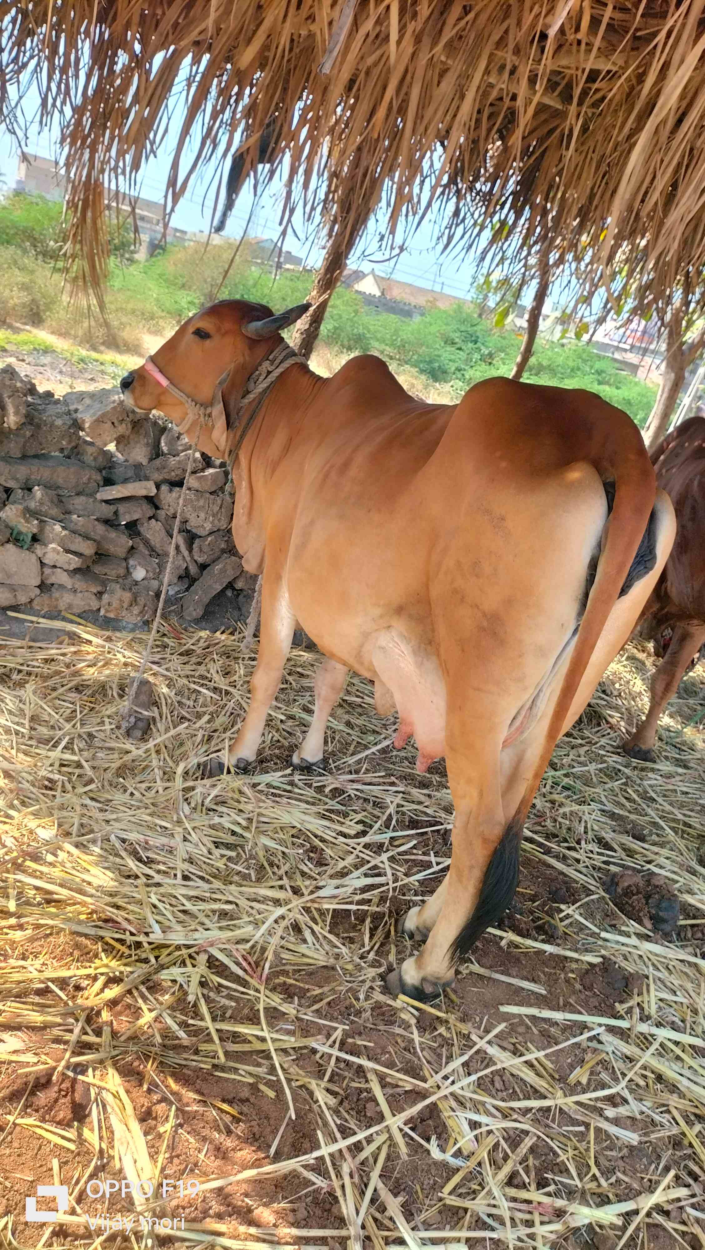 ગાય  in Dolasa, Gir Somnath, Gujarat