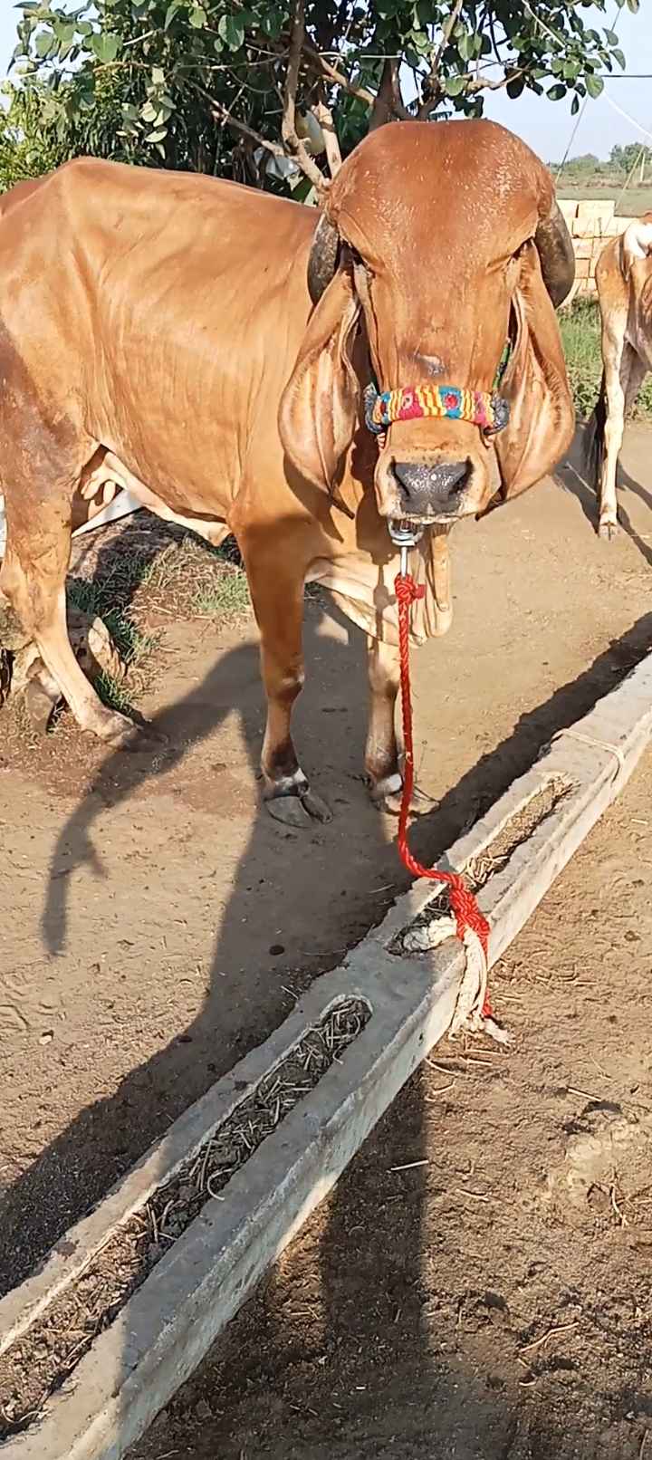 નાના મોટી 7 ગાયુ વેચવાની છે  એક ગાય એક મહિના  ની વિયાણેલ છે વેતર ત્રીજું છે  બે અઢી લીટર દૂધ છે નીચે વાછડી છે  બીજી ગાય પાંચ મહિના ની વિયાણેલ છે  વેતર ત્રીજું છે નીચે વાછડો છે   ત્રીજી ગાય પેલું વેતર છે  બીજું પાંચમો મહિનો ગાભણ છે  અત્યારે બે બે લીટર દૂધ કરે છે  સોથી ગાય વેતર ચોથું છે  વીસ દિવસની કાચી છે  ત્રણ આચાર છે એક બંધ છે  એક ટાઇમનું સાત લીટર દૂધ છે   બે ગીર હોડકી લાલ ની ઉંમર  બે વર્ષની છે માંકડી ની  ઉંમર બે વર્ષની છે  7 ગાય ની 110 હજાર છે કિંમત માં ફેરફાર થઈ જાય છે  તાત્કાલિક વેચવાની છે  ગામ શેરગઢ તાલુકો  કેશોદ જિલ્લો જુનાગઢ મો 9327640108  મો 9978839015 in Shergadh, Junagadh, Gujarat