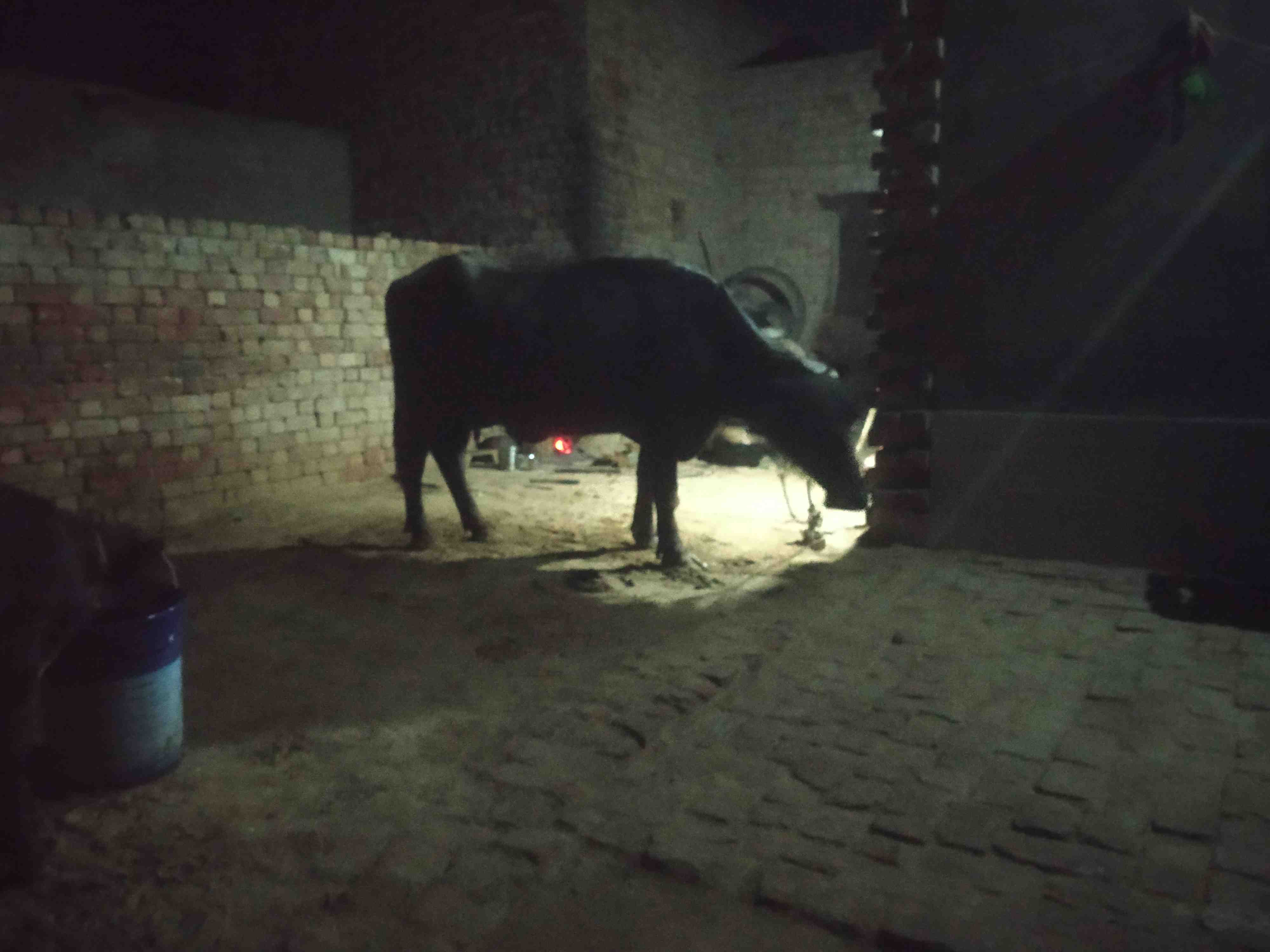 buffalo  in Siswal(174), Hisar, Haryana