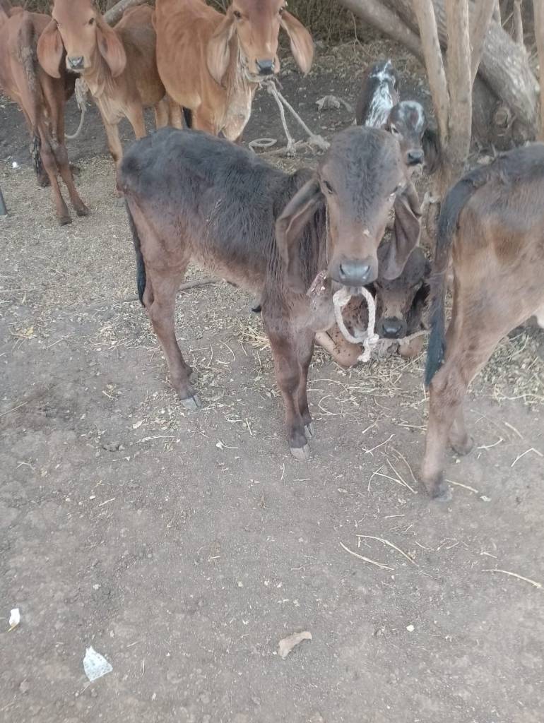 6 ગાયો આપવાની સે  in Bhetali, Gir Somnath, Gujarat
