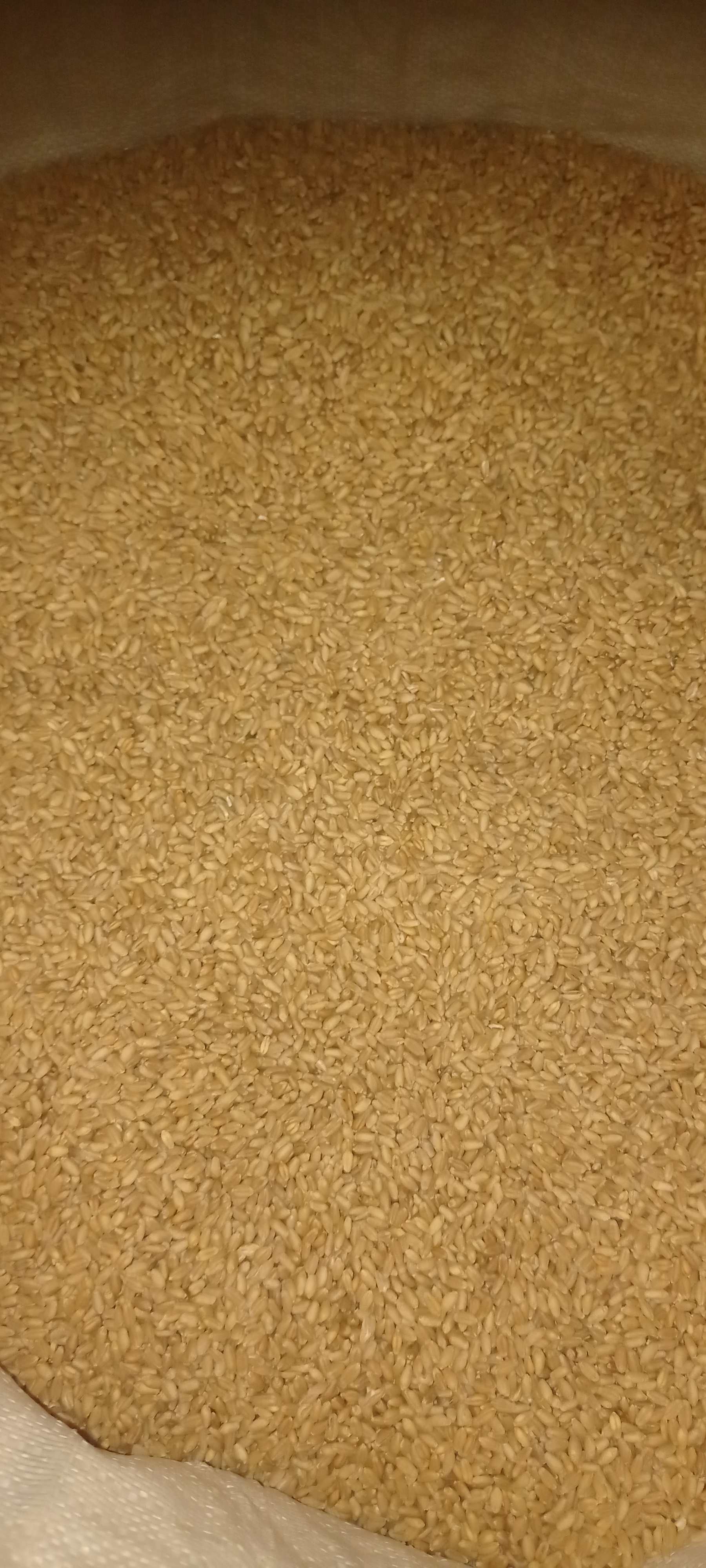 genhu (wheat) 🌾🌾 in Salla, Banas Kantha, Gujarat