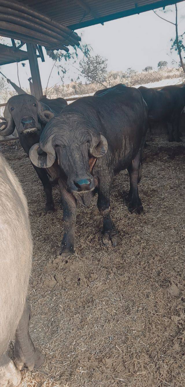 lakhan  in Kankchiyala, Junagadh, Gujarat
