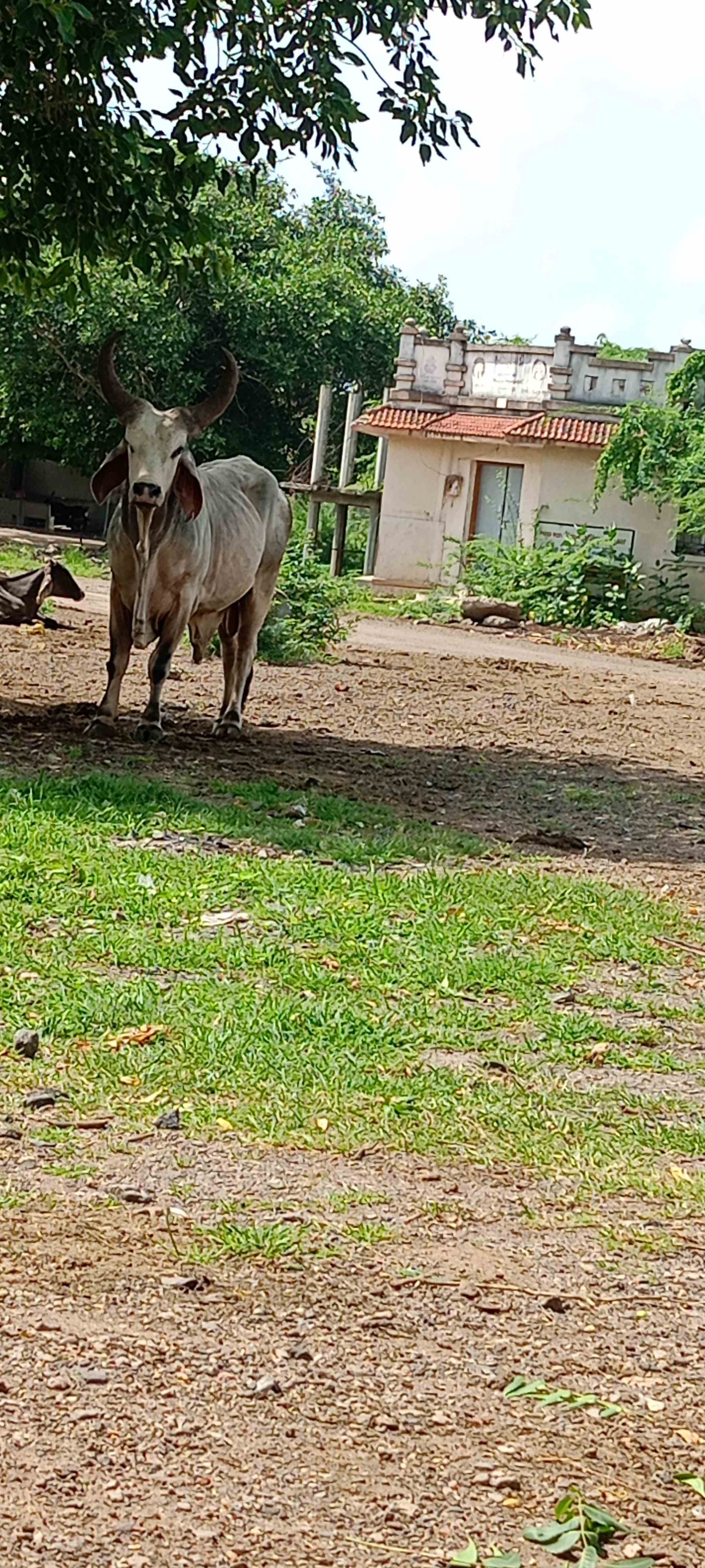 બુલ in Nagadka, Surendranagar, Gujarat