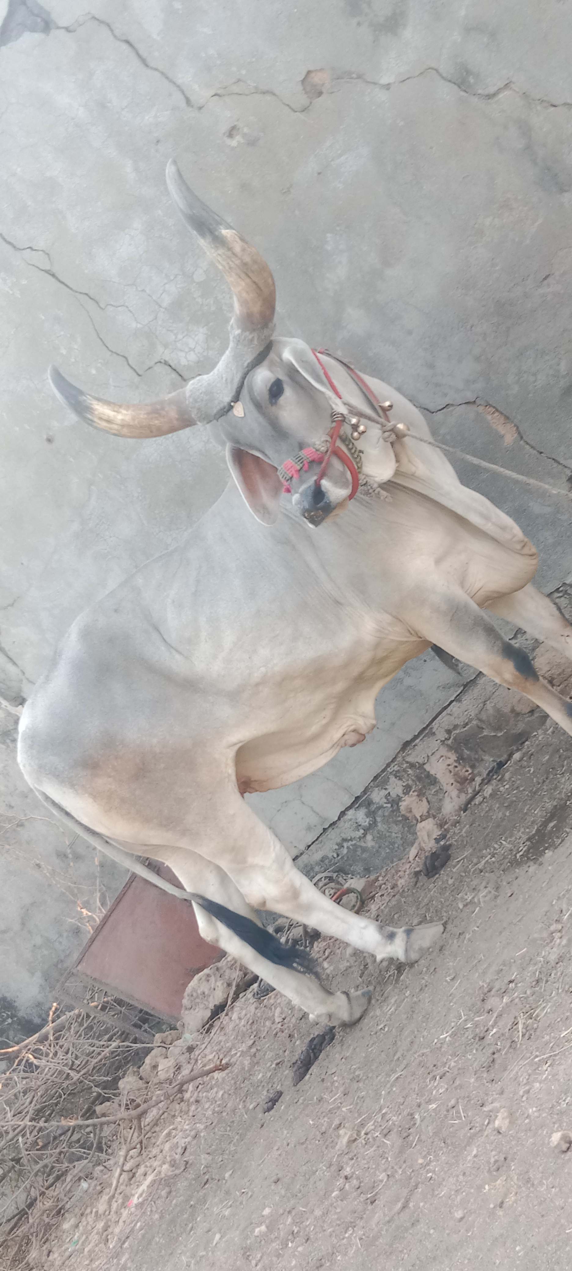 Hf cross bull bechna hain in Sarsali, Junagadh, Gujarat