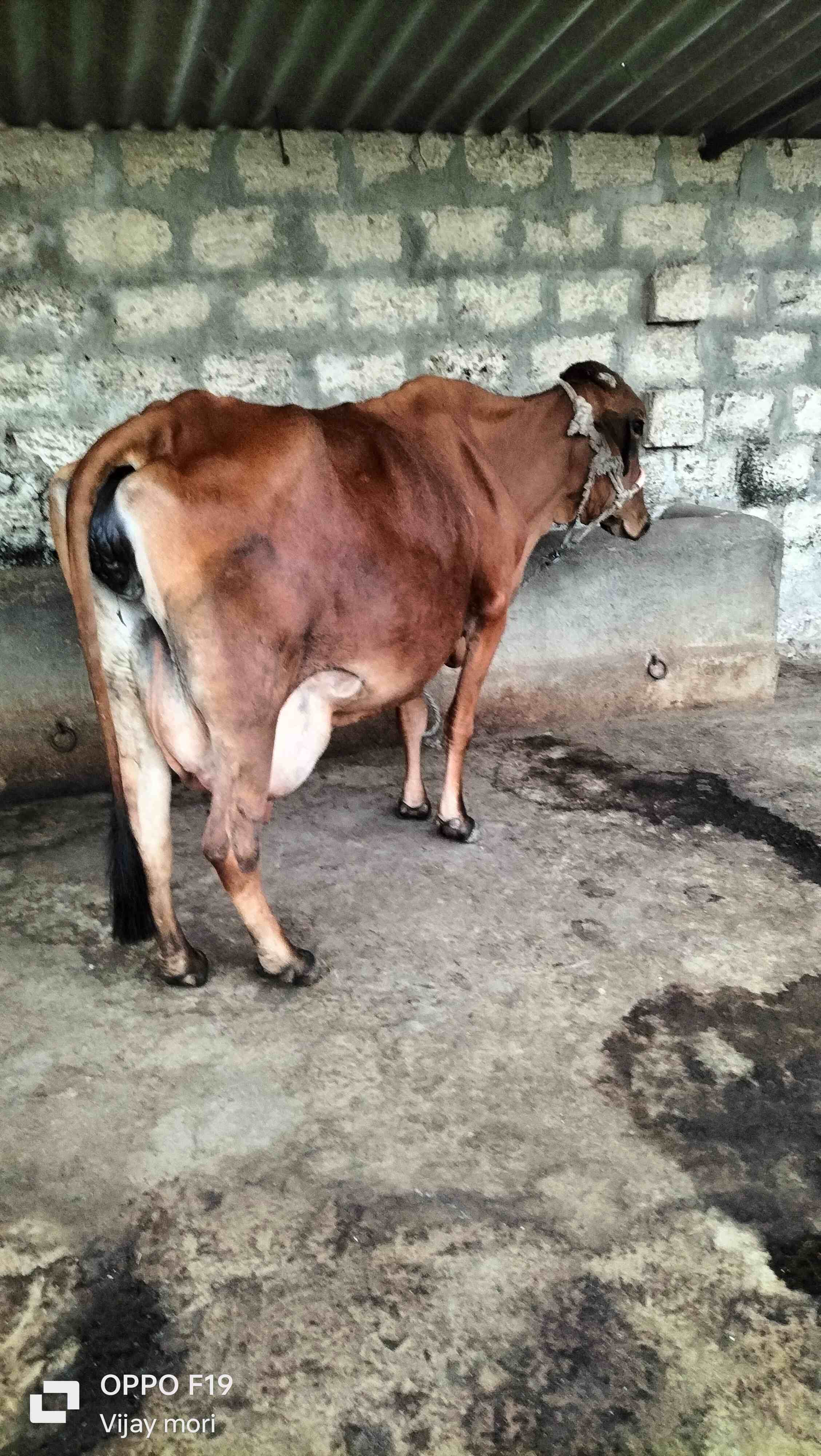 ગાય  in Dolasa, Gir Somnath, Gujarat