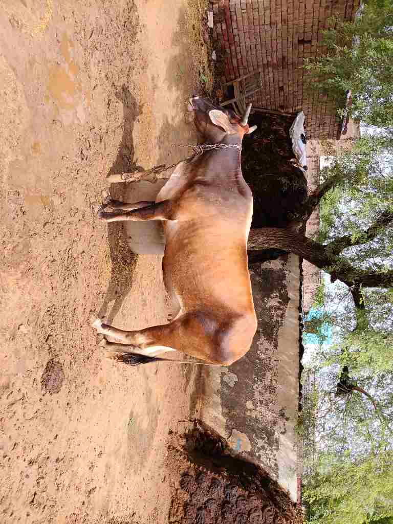 गाय  in Churu (Rural), Churu, Rajasthan