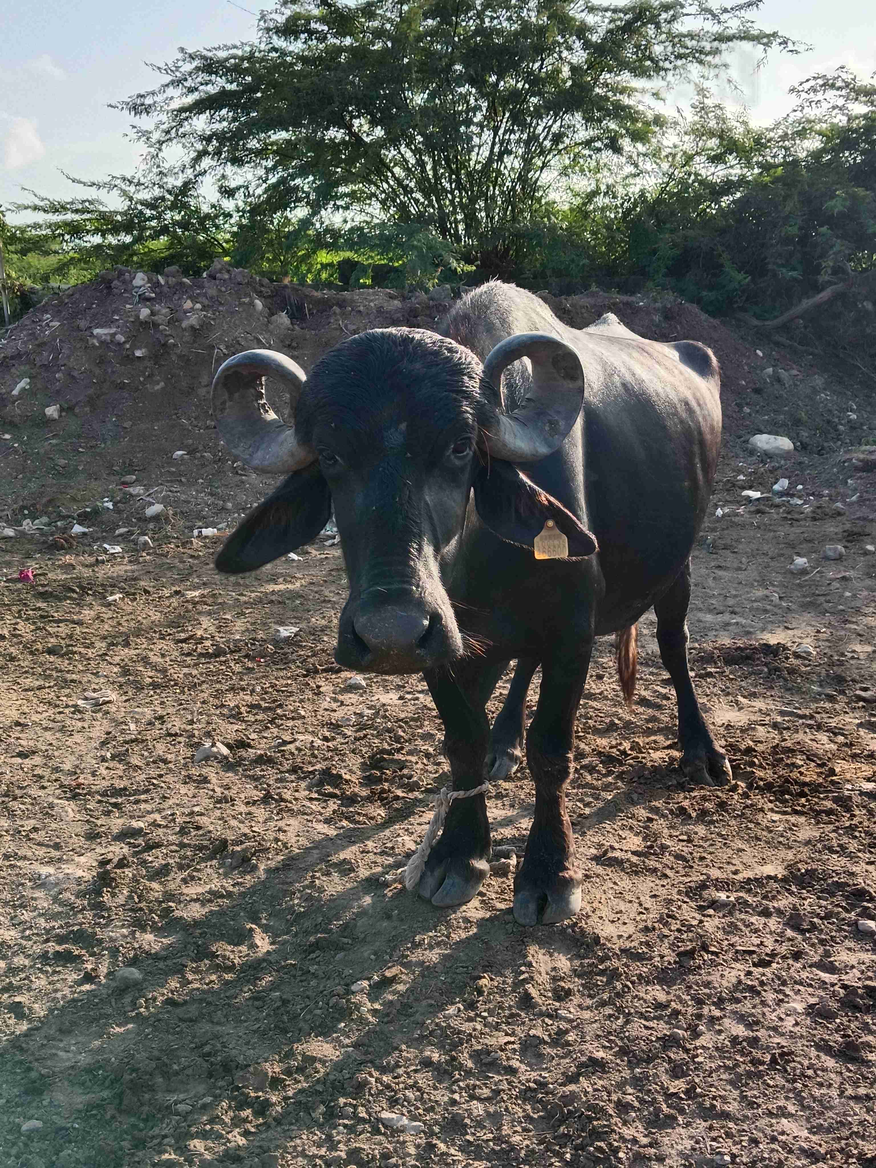 4 date  in Juni Dhrevad, Devbhumi Dwarka, Gujarat