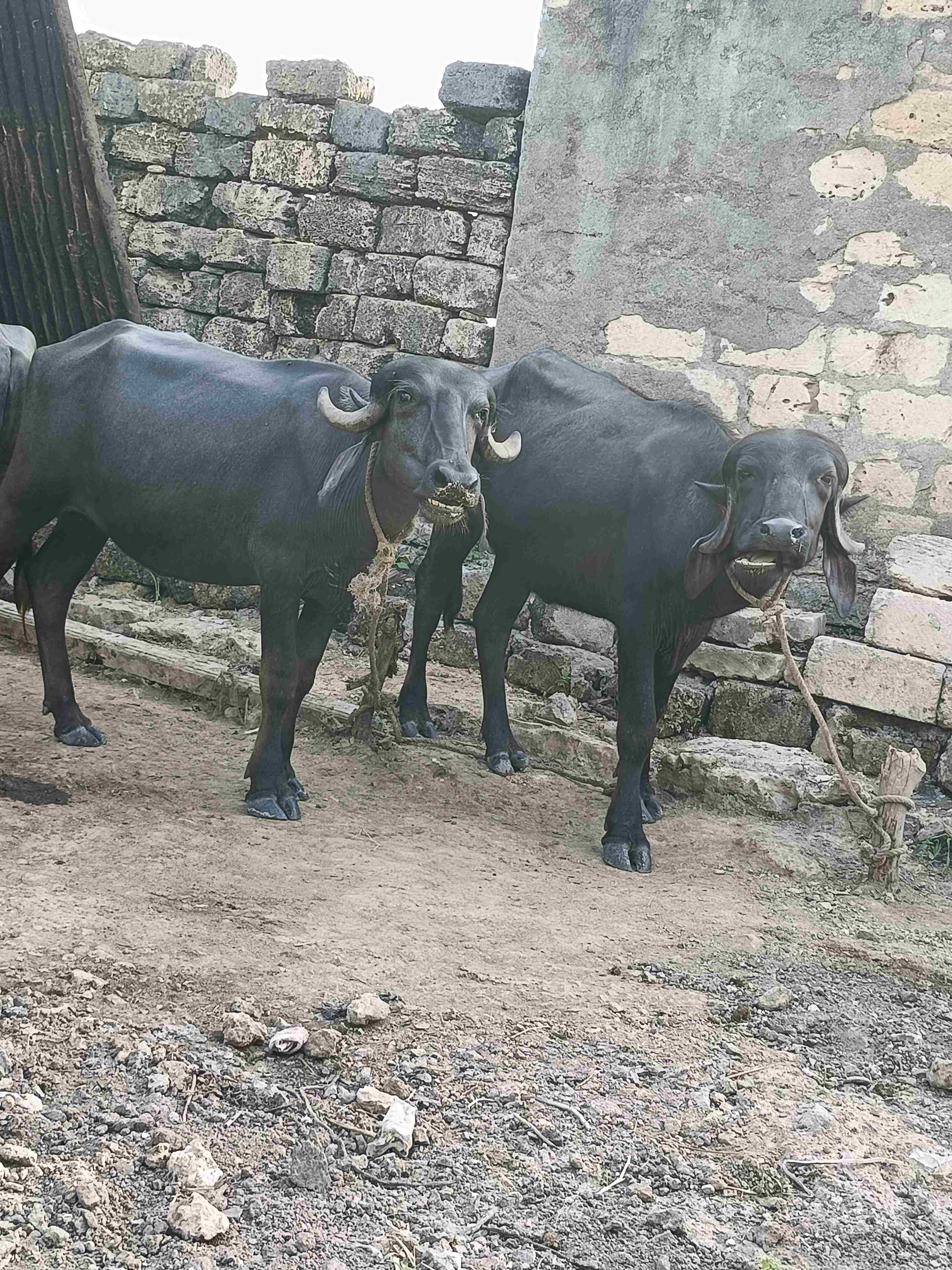 armanbloch083@gmail.comr in Men, Gir Somnath, Gujarat