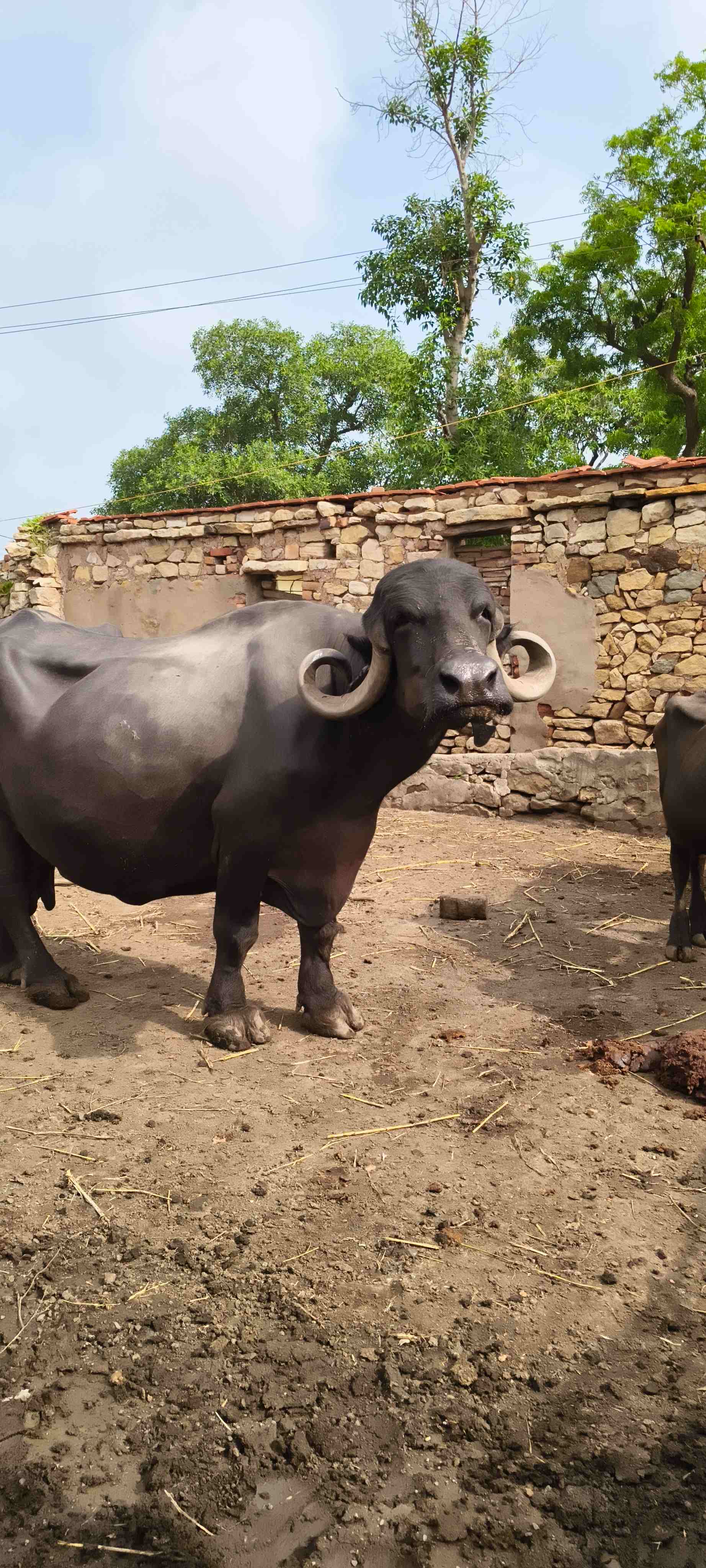 જાફરાબાદી ભેંસ વેચવાની છે  in Wankaner, Morbi, Gujarat