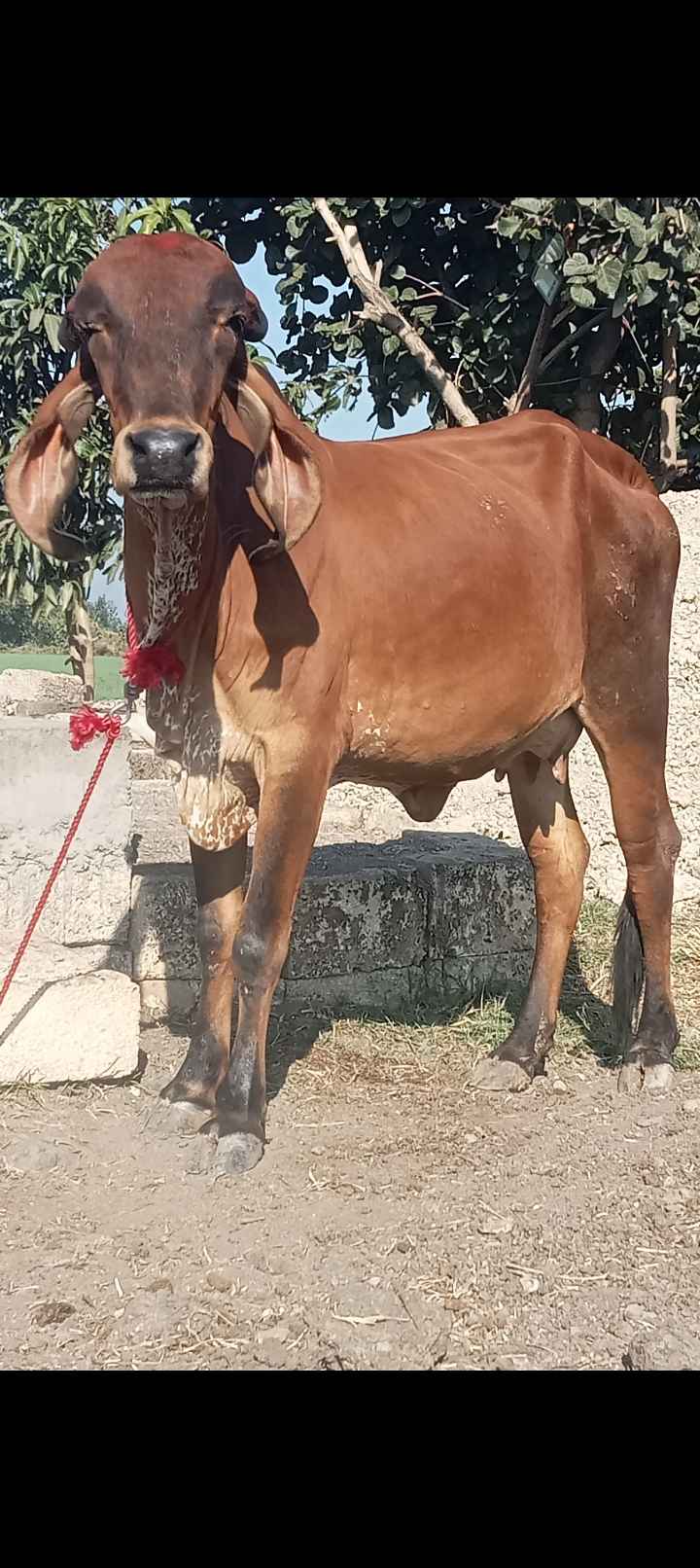 3 ગીર ગાય વેચવાની છે  લાલ ગીર ગાય વેચવાની છે ગાય વેતર બીજું છે  8 મહિનાની ગાભણ છે  ચેક કરાવી લેવાની છૂટ   ગાય ભાવનગર લાઇવ છે  લાલ ગીર હોડકી વેચવાની છે  વેતર પેલું છે   20 દિવસની કાચી છે કાબરી ગાય બે મહિના  ની ગાભણ છે   ગાય પેલું વેતર છે   સાત આઠ મહિનાની  વિયાણેલ છે   અઢી ત્રણ લીટર દૂધ કરે છૅ કાબર ગીર ખુટ વેચવાનો છે  ઉંમર દોઢ વર્ષનો છે  ગામ ગાંગેચા તાલુકો  માળીયા જીલ્લો જુનાગઢ  9978839015 9327640108 in Shergadh, Junagadh, Gujarat