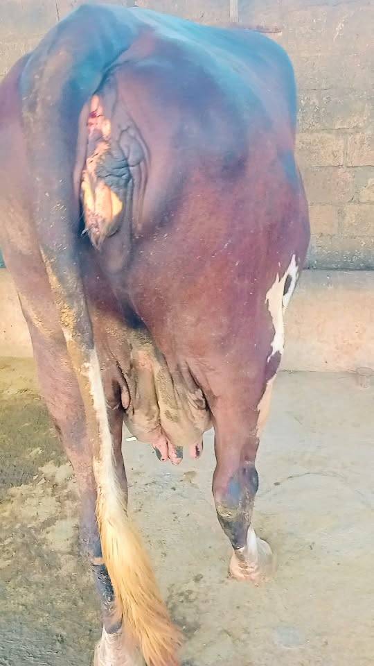વેચવાની છે  in Sanakhda, Gir Somnath, Gujarat