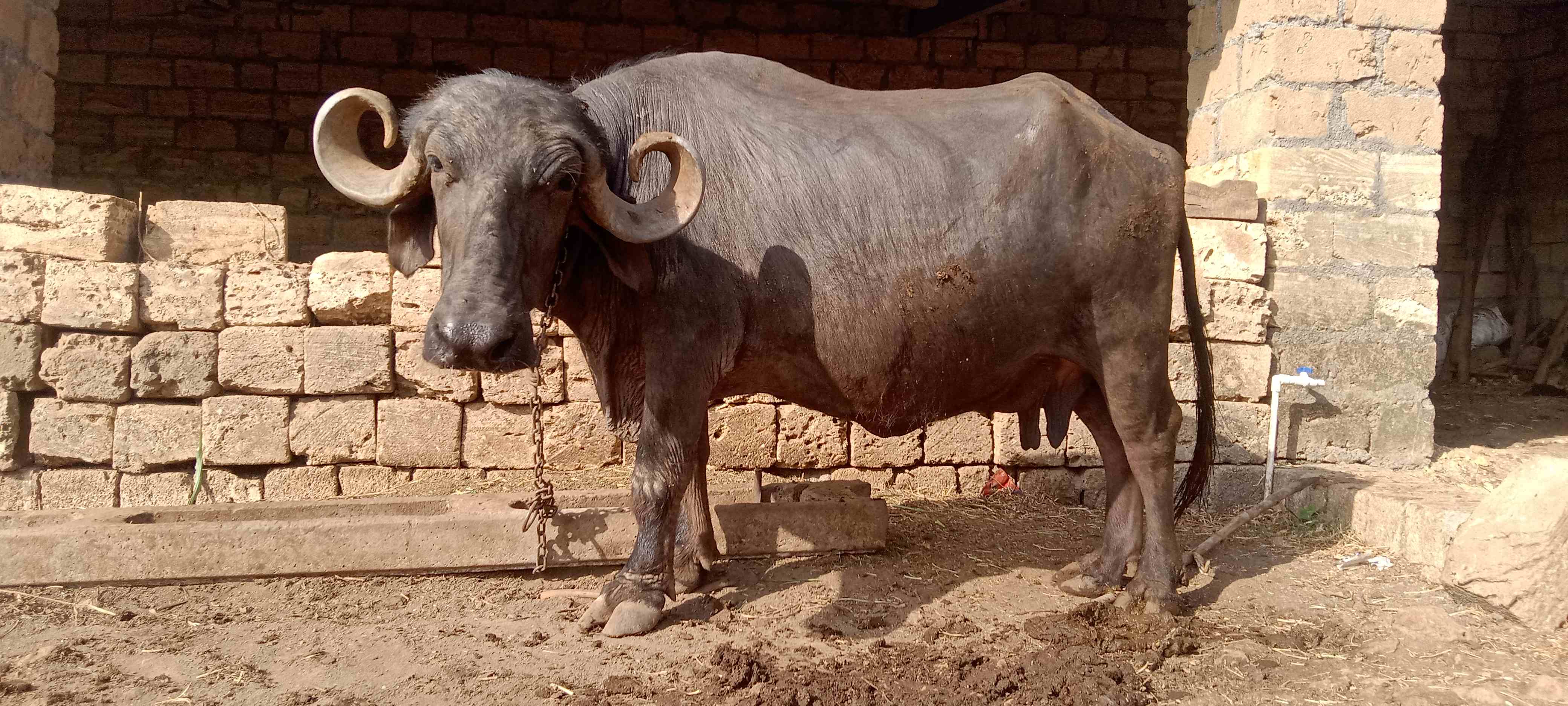 ભેંસ દેવાની છે પાંચ લીટર દૂધ આવે in Prabhatpur, Junagadh, Gujarat