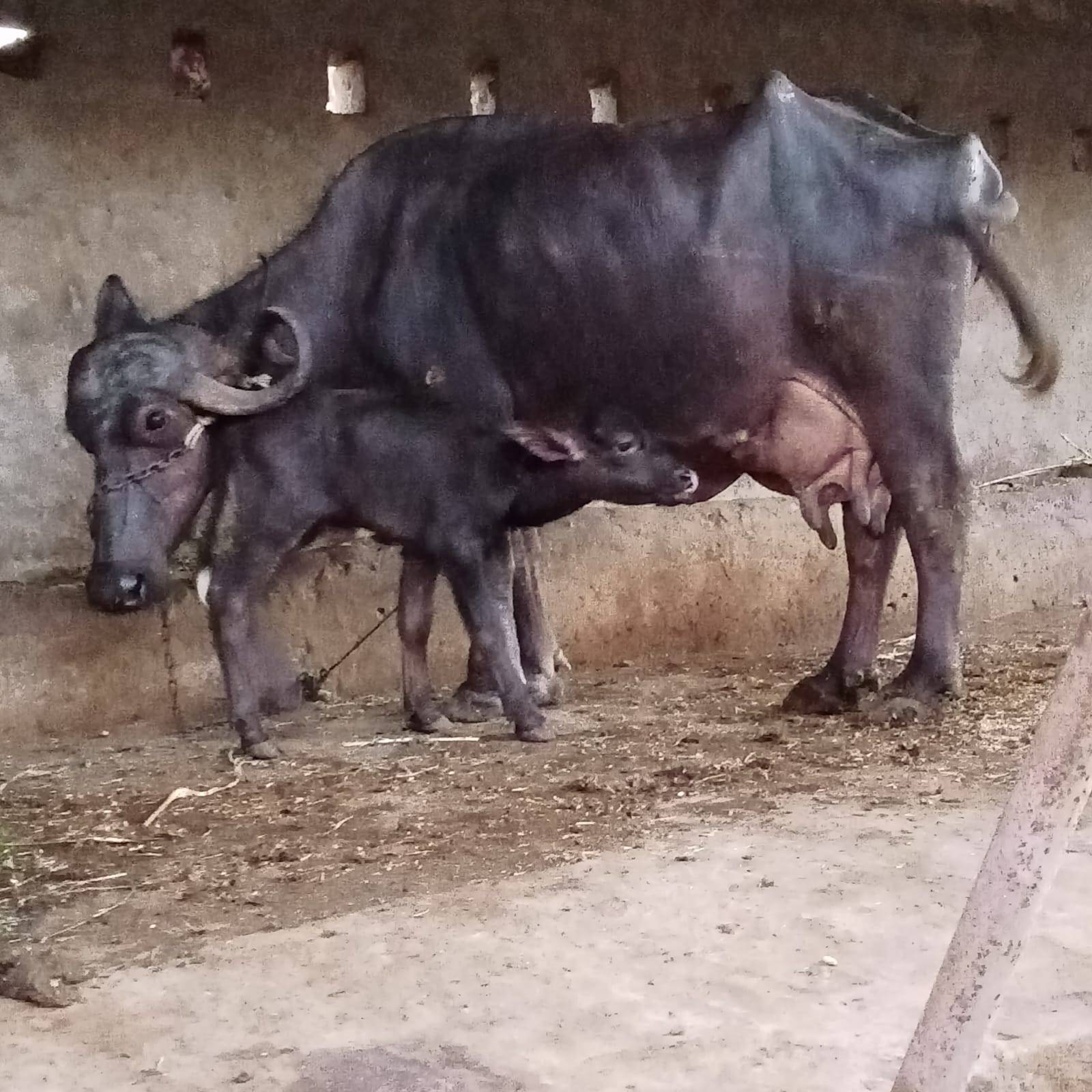 પેલું વેતર ભેંસ વેચવાની છે in Madhavpur, Porbandar, Gujarat